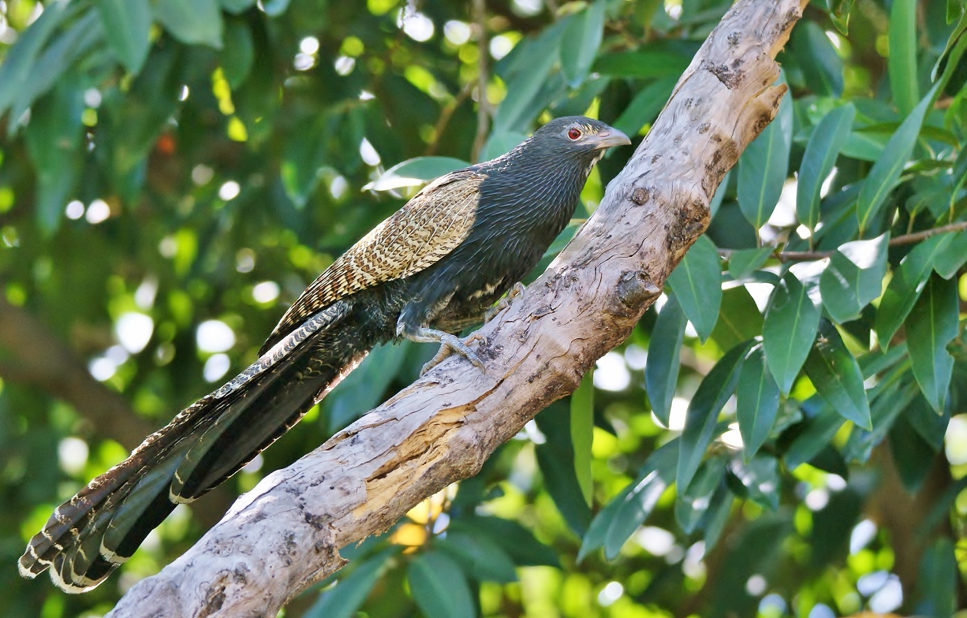 Pheasant Coucal (Image ID 38770)