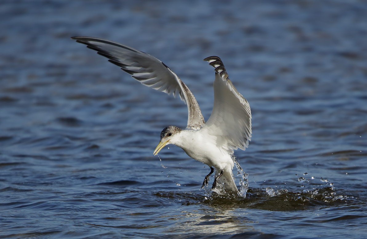 Greater Crested Tern (Image ID 38910)