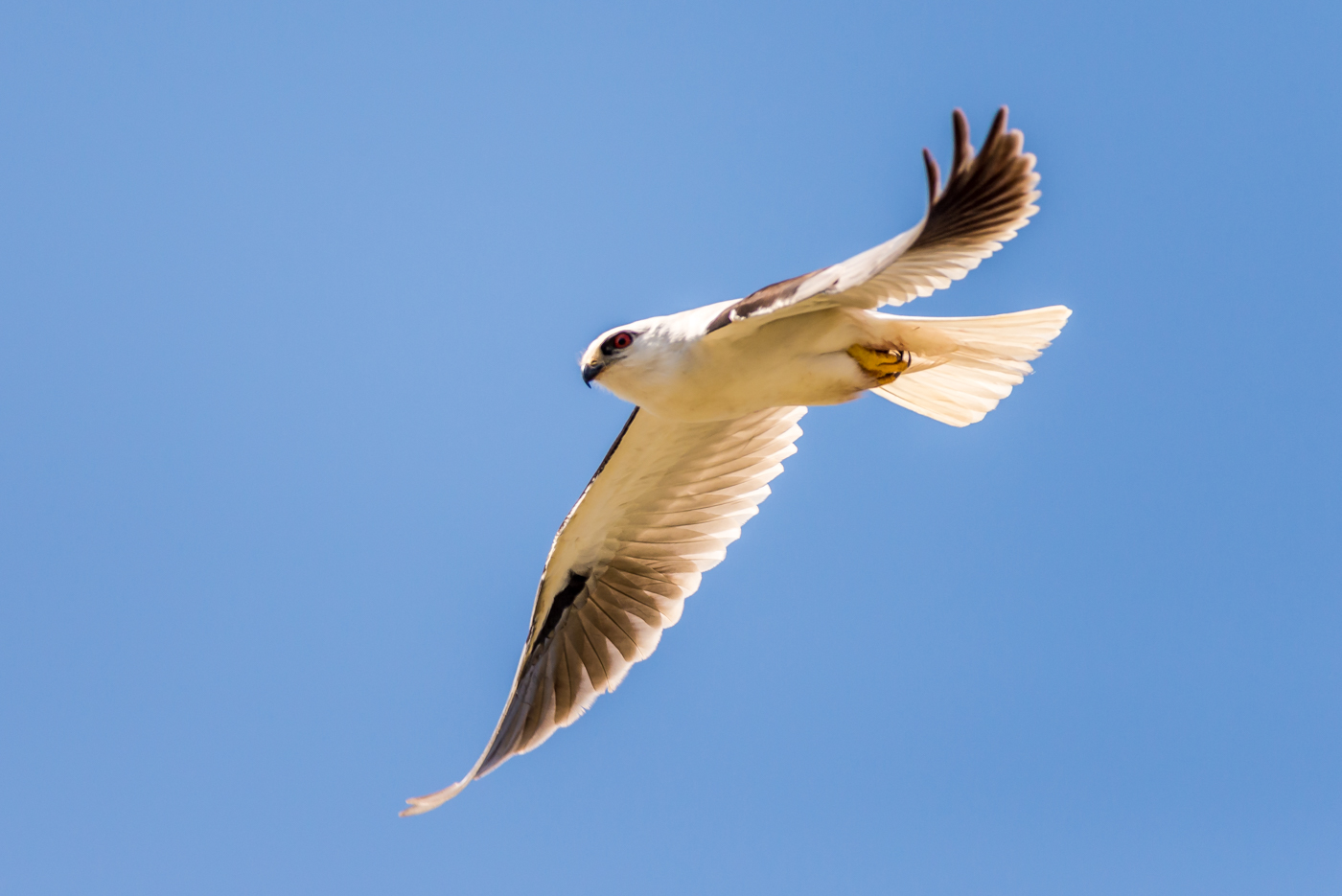 Black-shouldered Kite (Image ID 38638)