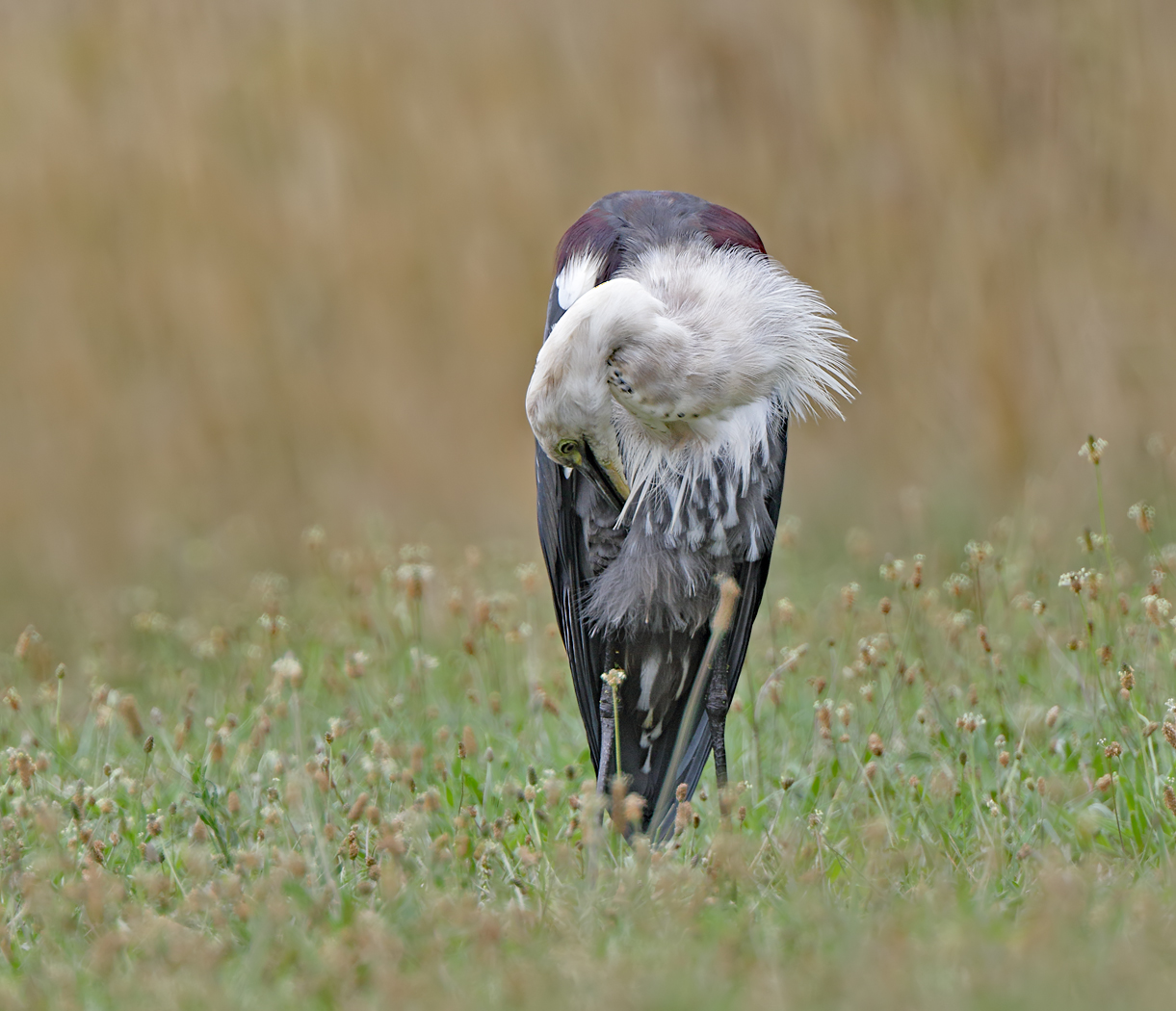 White-necked Heron (Image ID 39388)