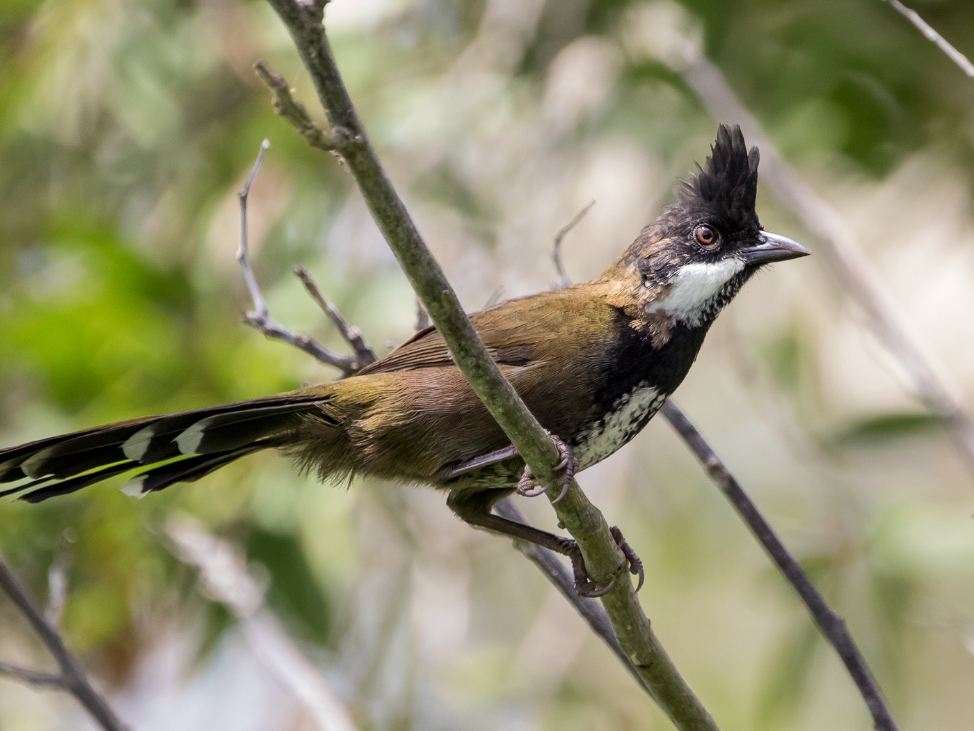 Eastern Whipbird (Image ID 39069)