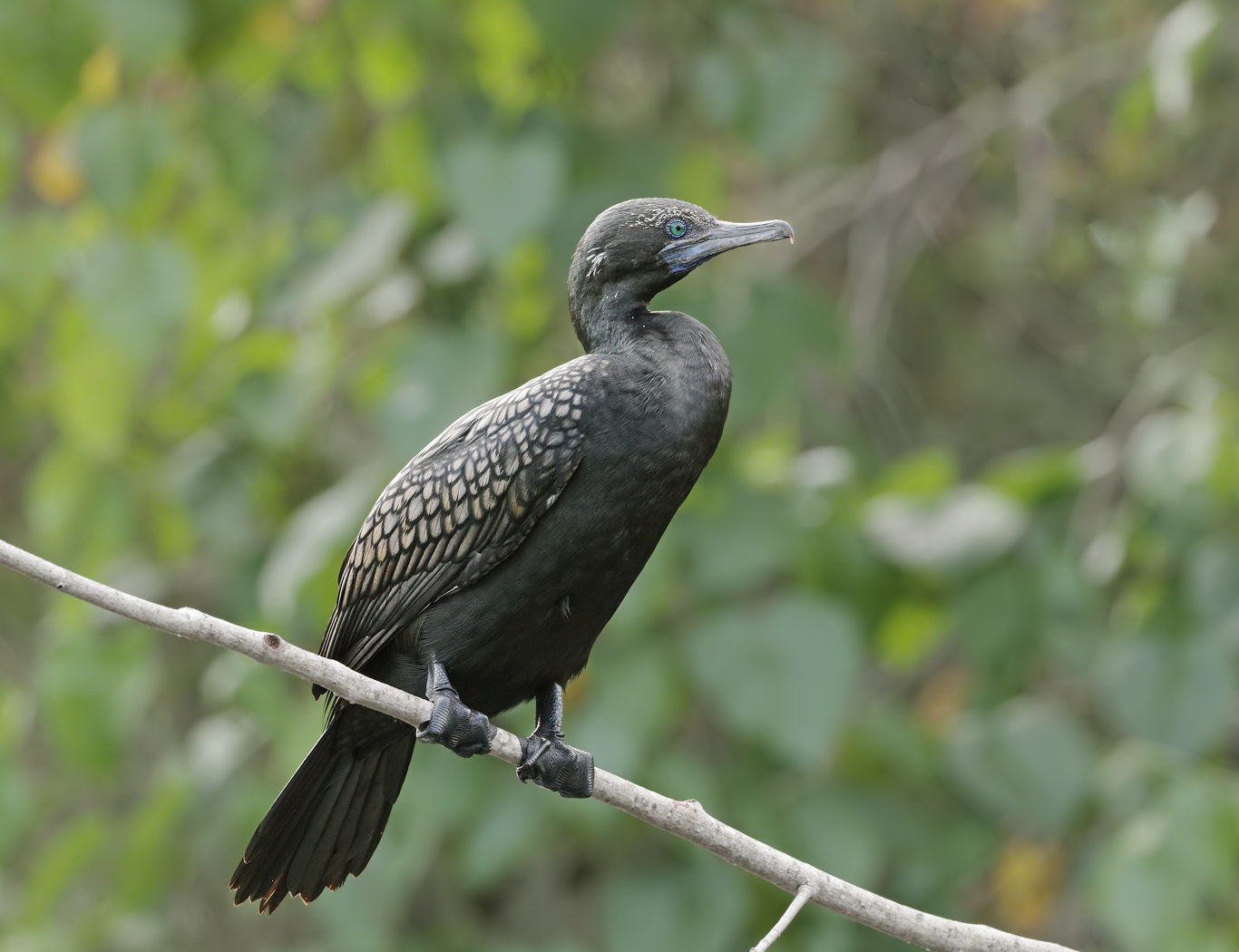 Little Black Cormorant (Image ID 38575)