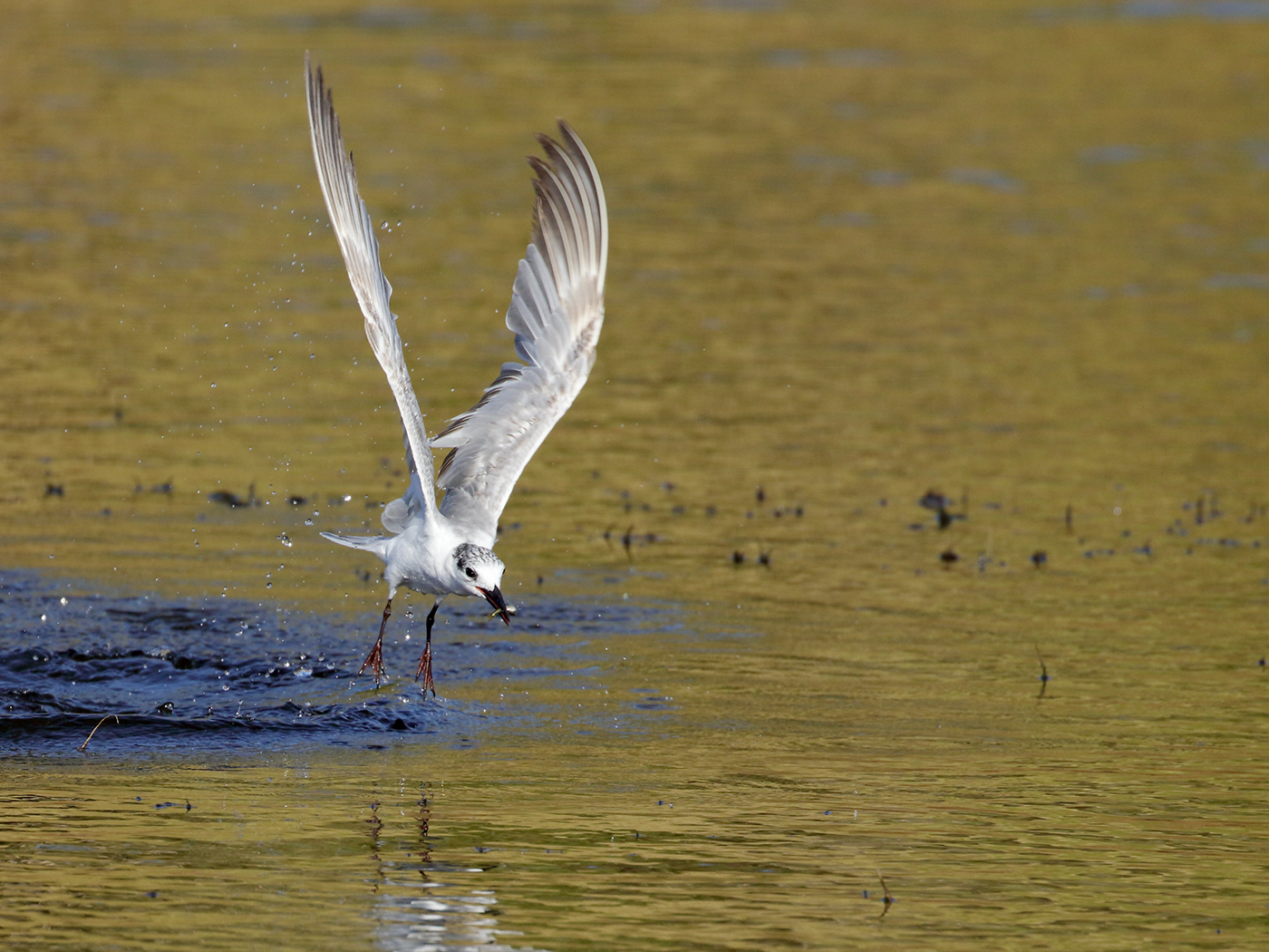 Whiskered Tern (Image ID 39330)