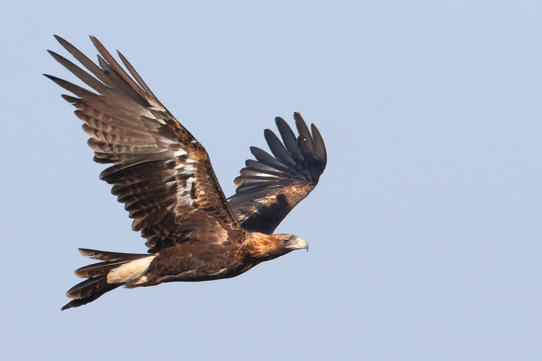 Wedge-tailed Eagle (Image ID 39499)