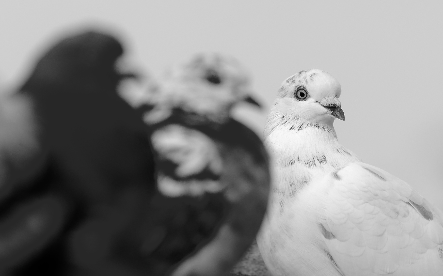 Rock Dove (Image ID 39801)