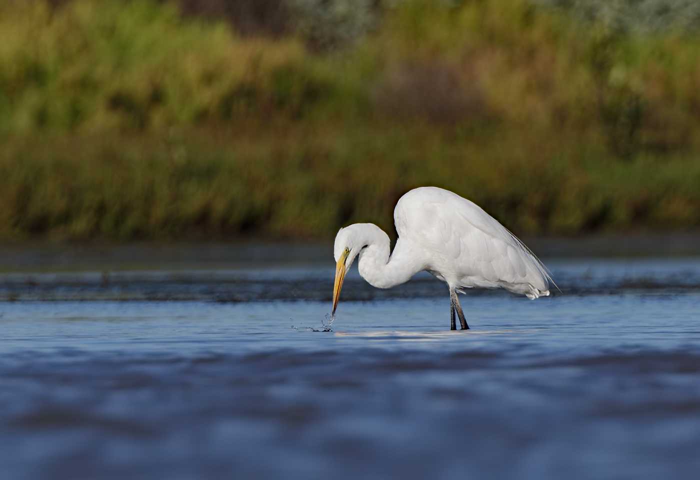 Great Egret (Image ID 39555)