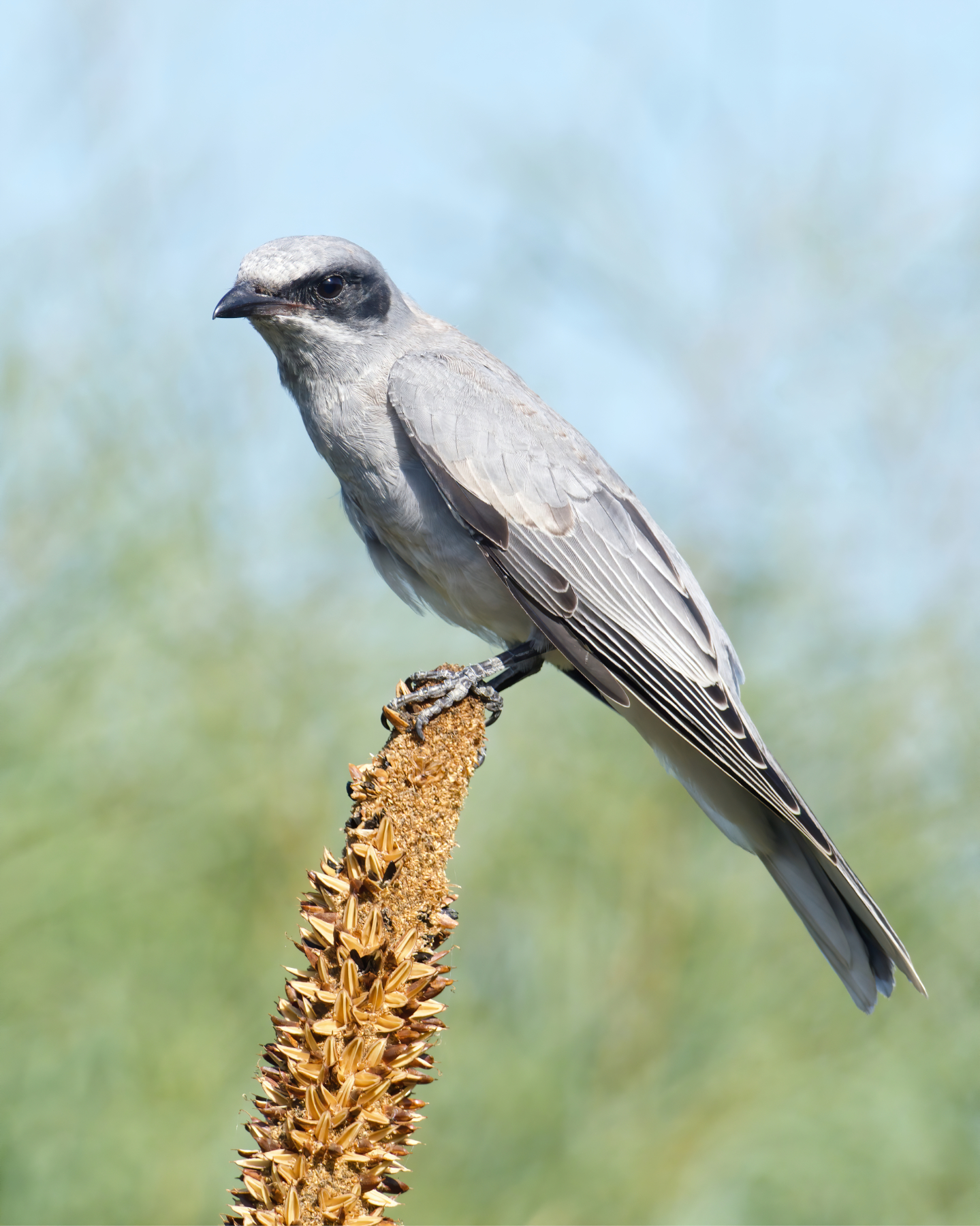 Black-faced Cuckoo-shrike (Image ID 39649)