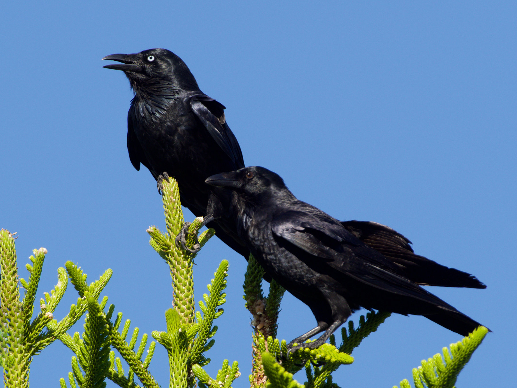 Australian Raven (Image ID 39662)