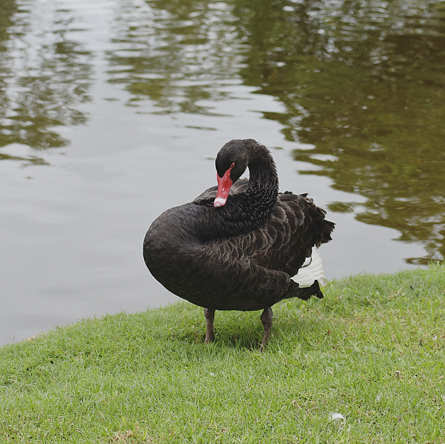 Black Swan (Image ID 39470)
