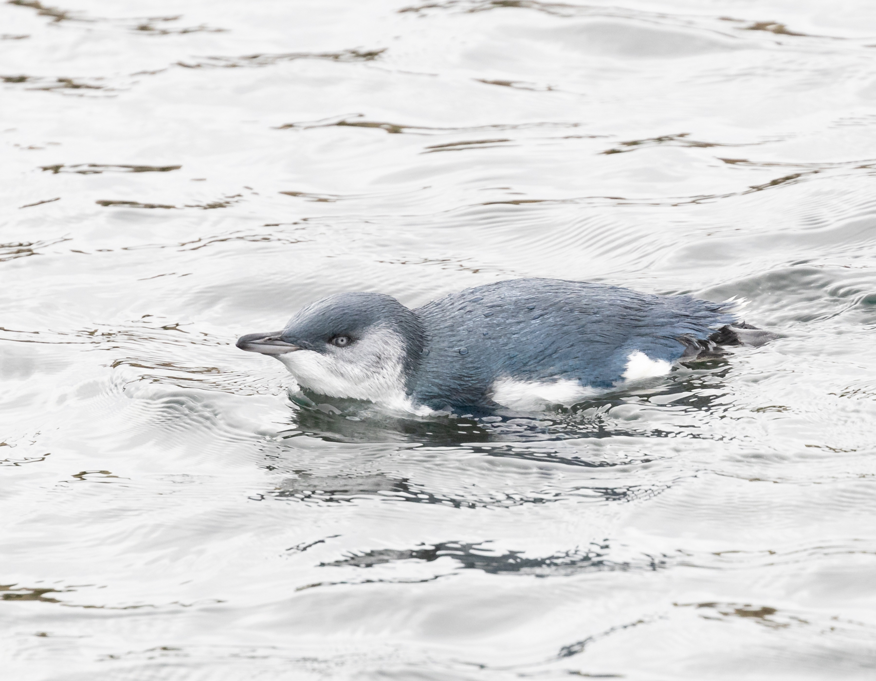 Little Penguin (Image ID 39455)