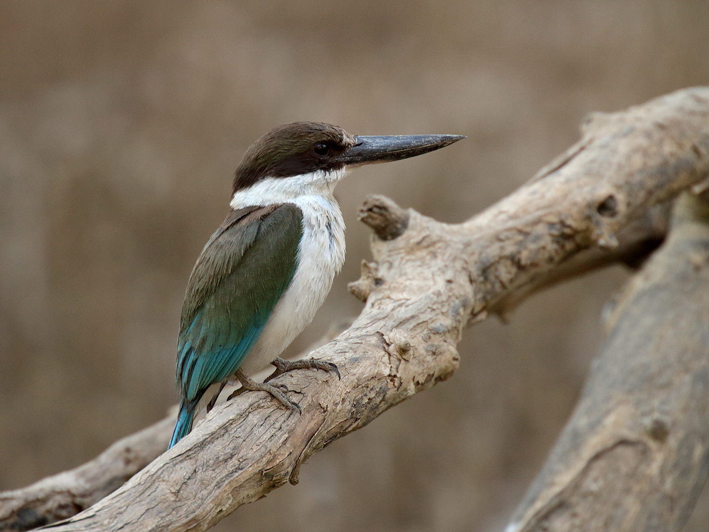 Collared Kingfisher (Image ID 39458)