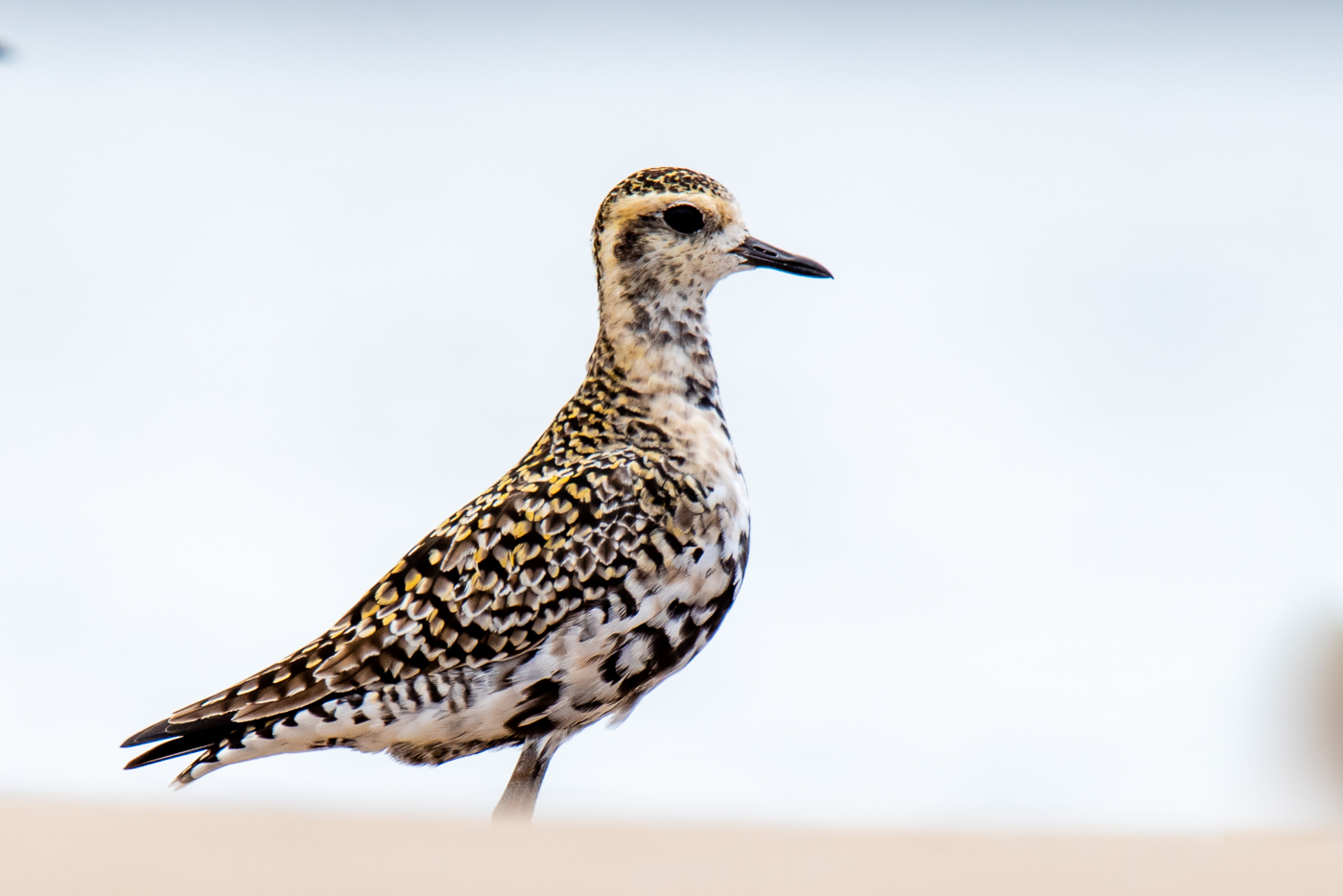 Pacific Golden Plover (Image ID 39585)
