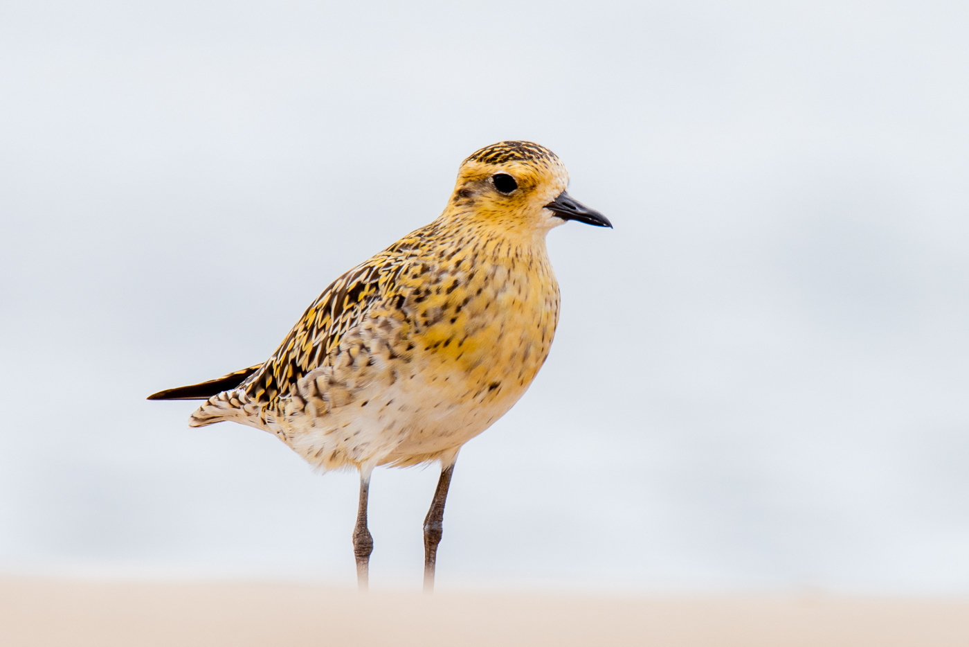 Pacific Golden Plover (Image ID 39586)