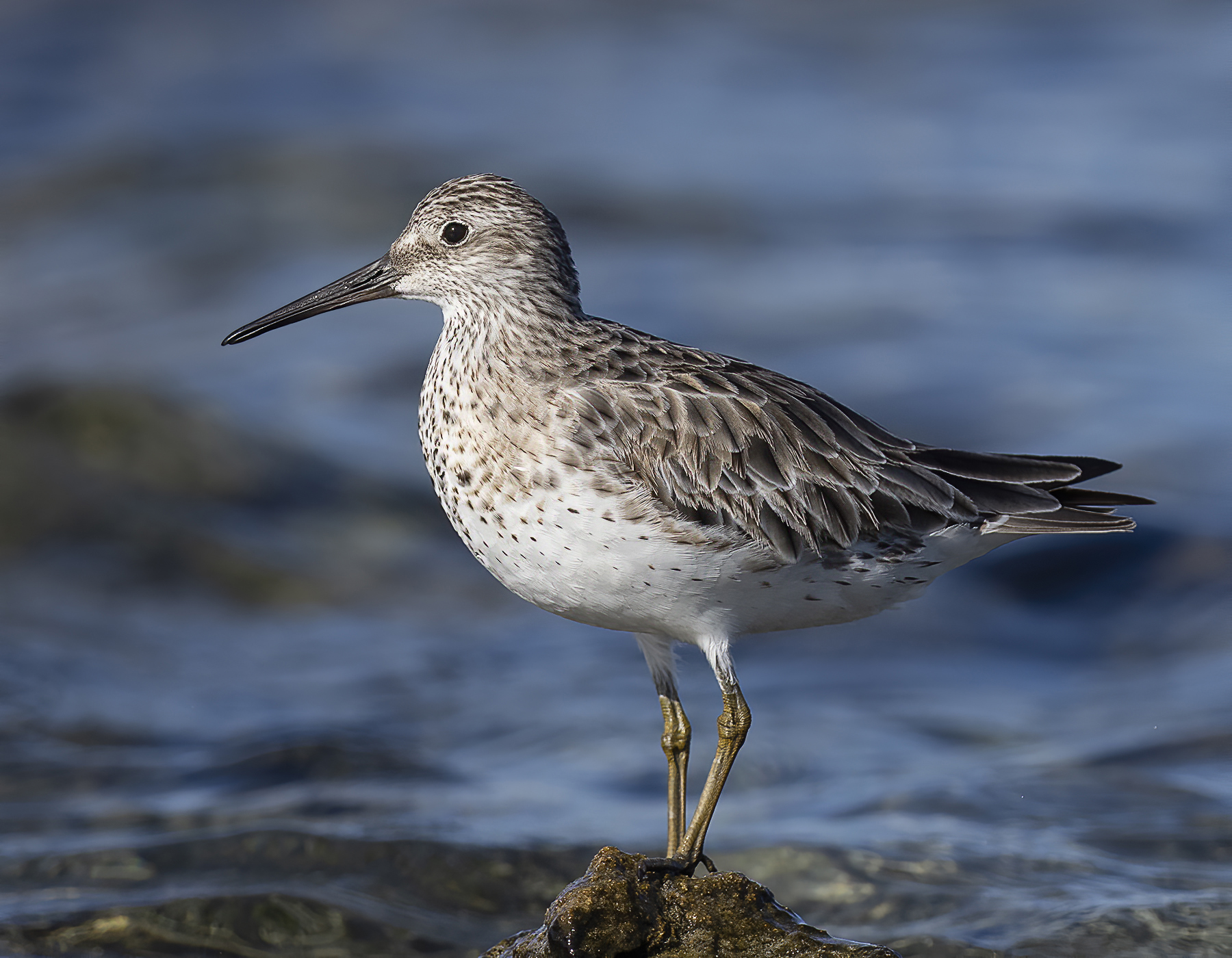 Great Knot (Image ID 39557)