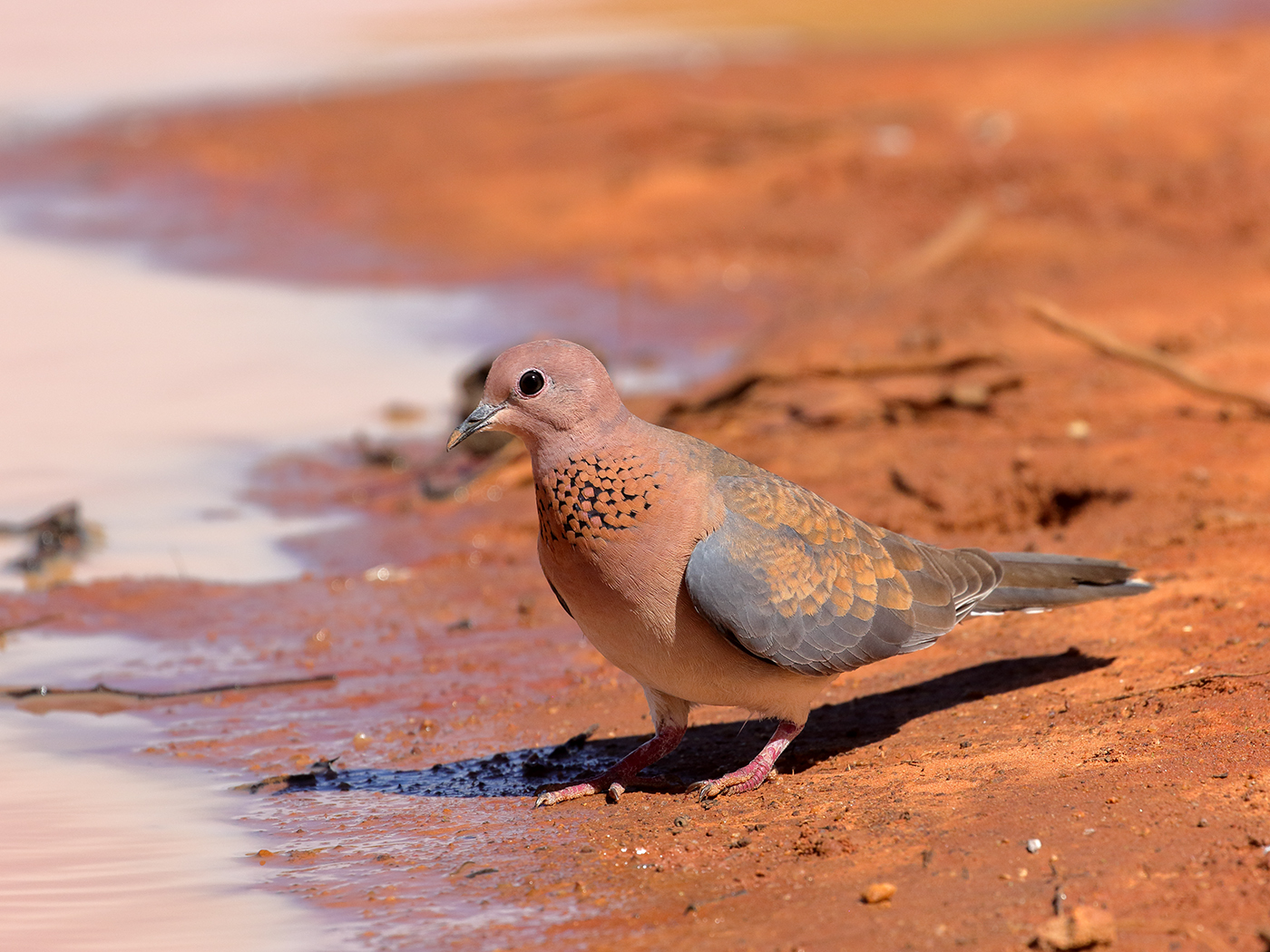 Laughing Dove (Image ID 39800)