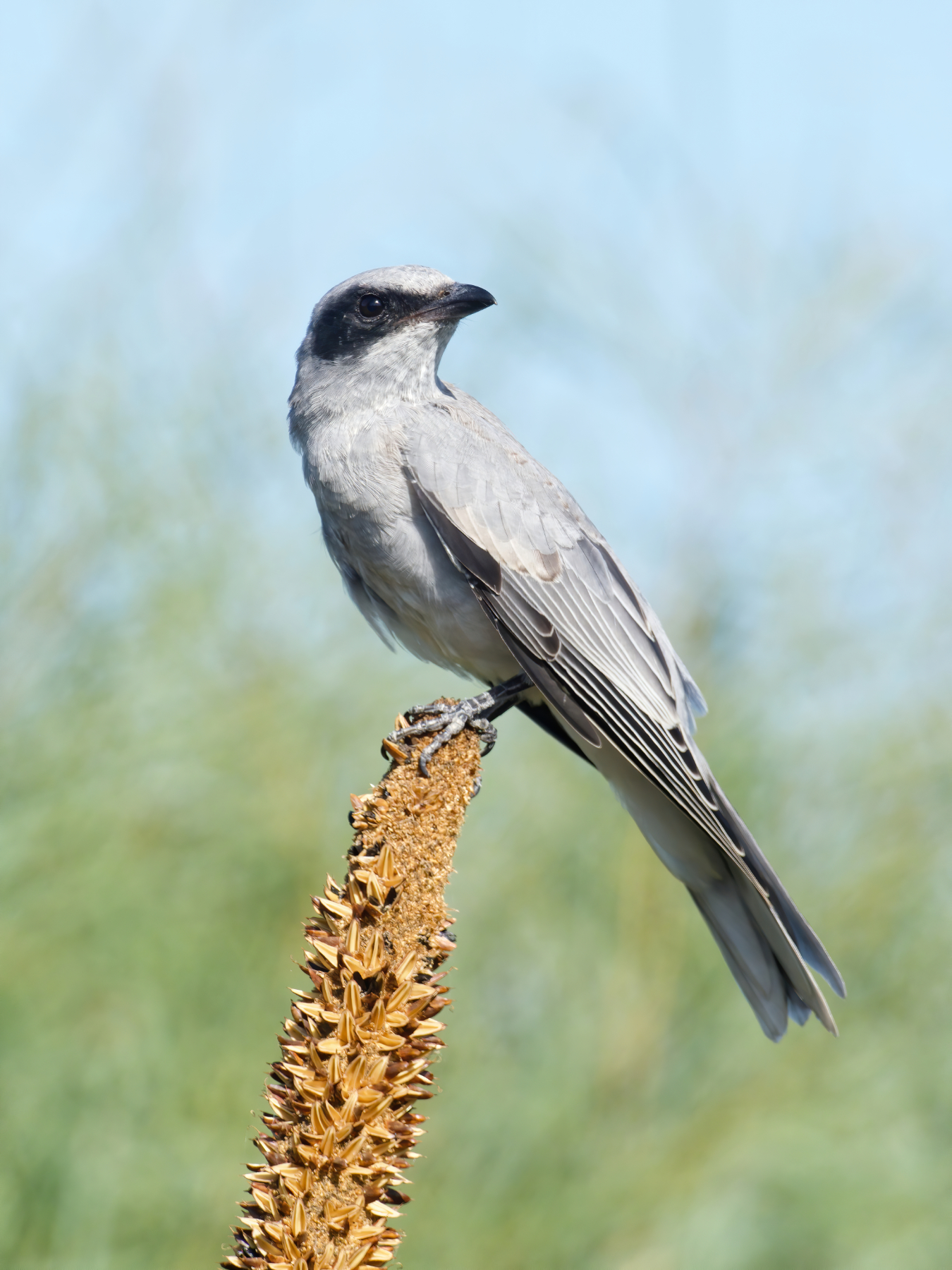 Black-faced Cuckoo-shrike (Image ID 39648)