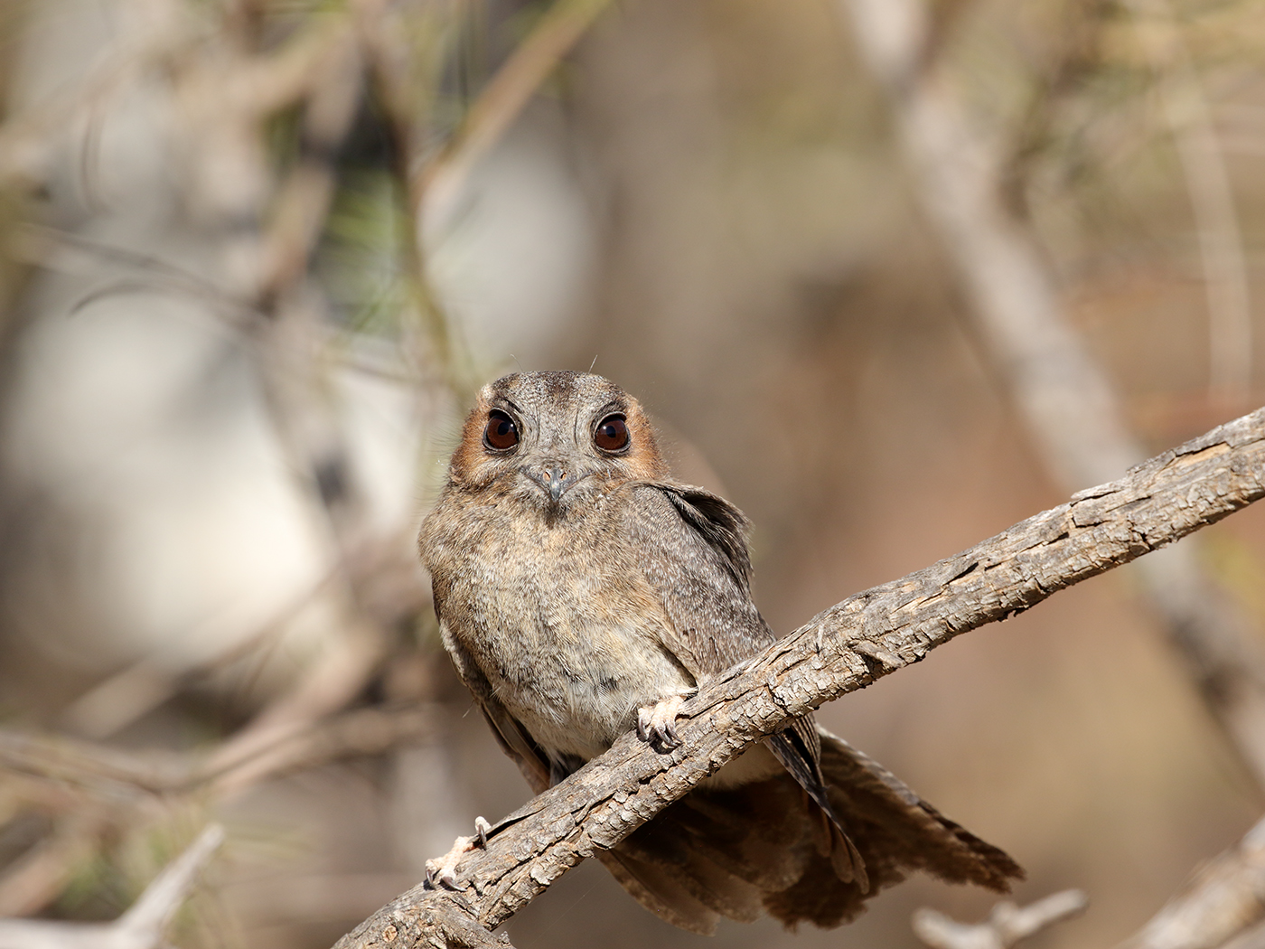 Australian Owlet-nightjar (Image ID 39524)