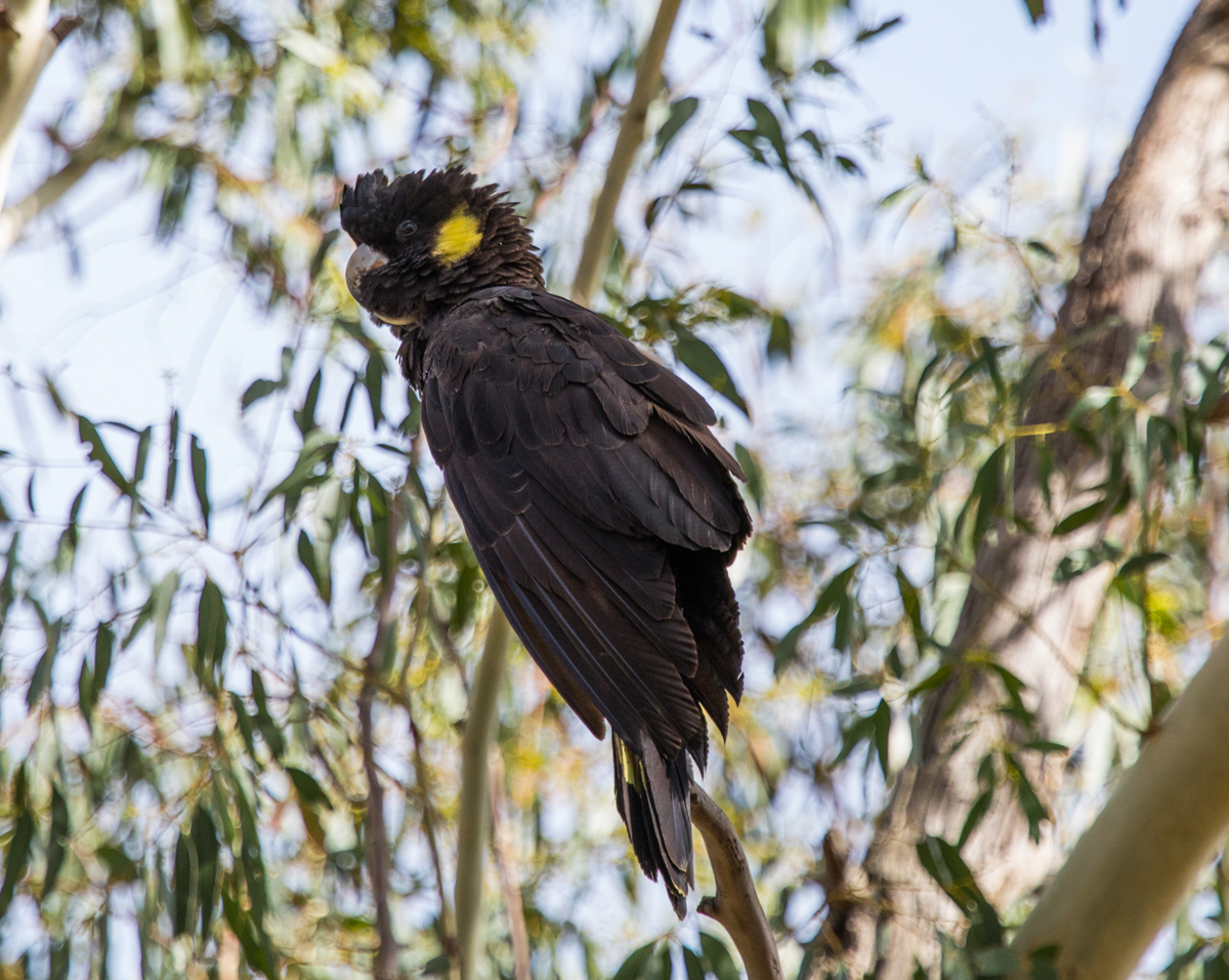 Yellow-tailed Black-Cockatoo (Image ID 39417)