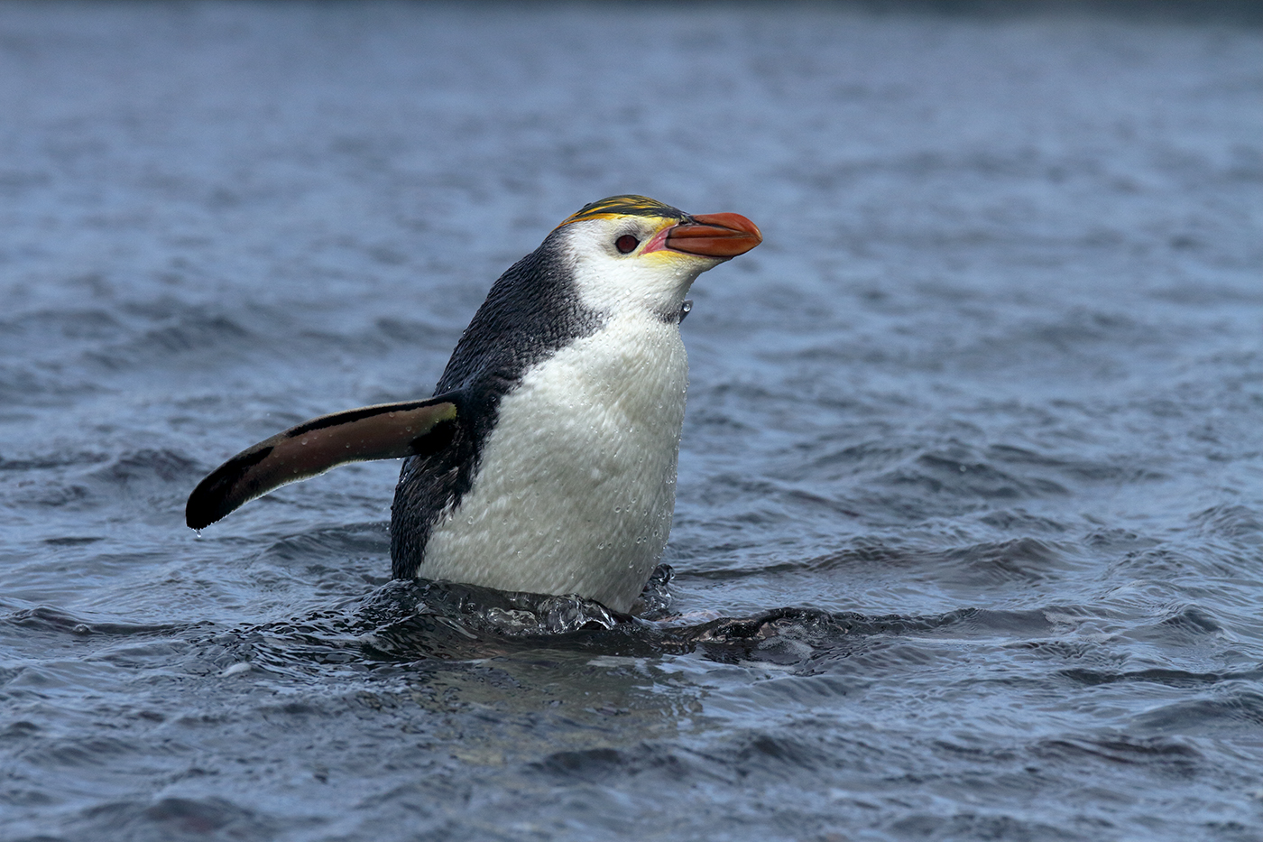 Royal Penguin (Image ID 39459)