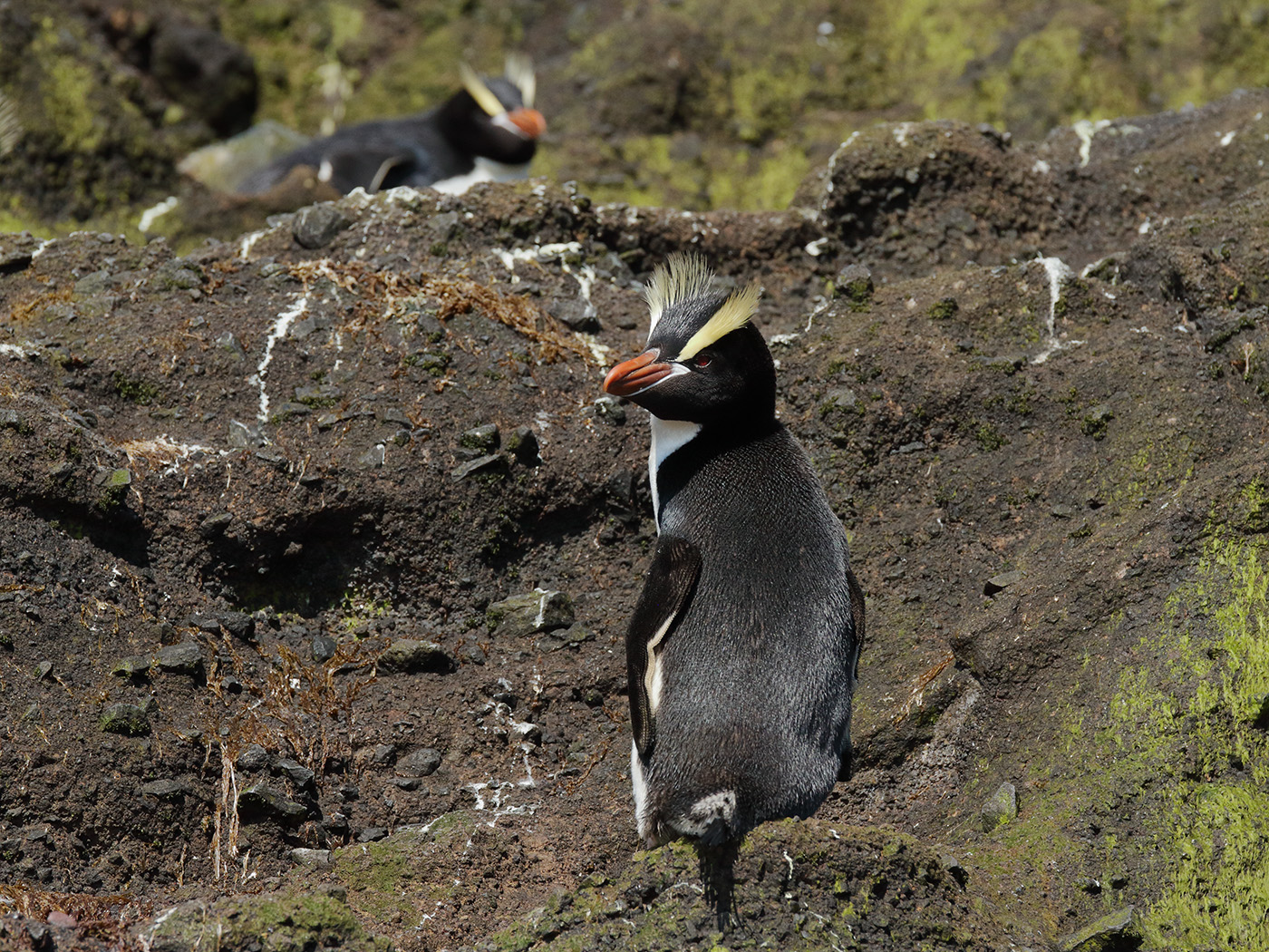 Erect-crested Penguin (V) (Image ID 39549)