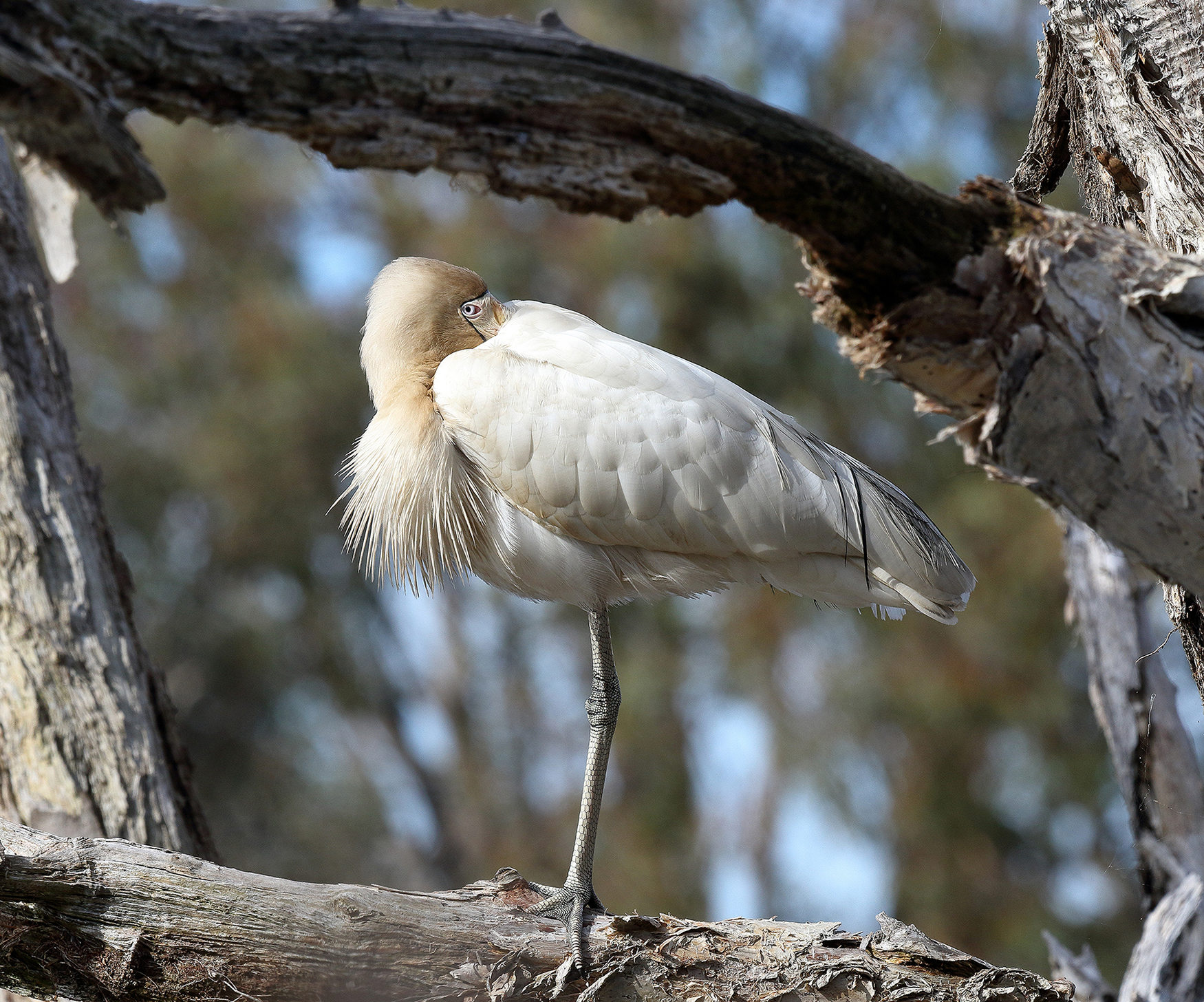 Yellow-billed Spoonbill (Image ID 39755)
