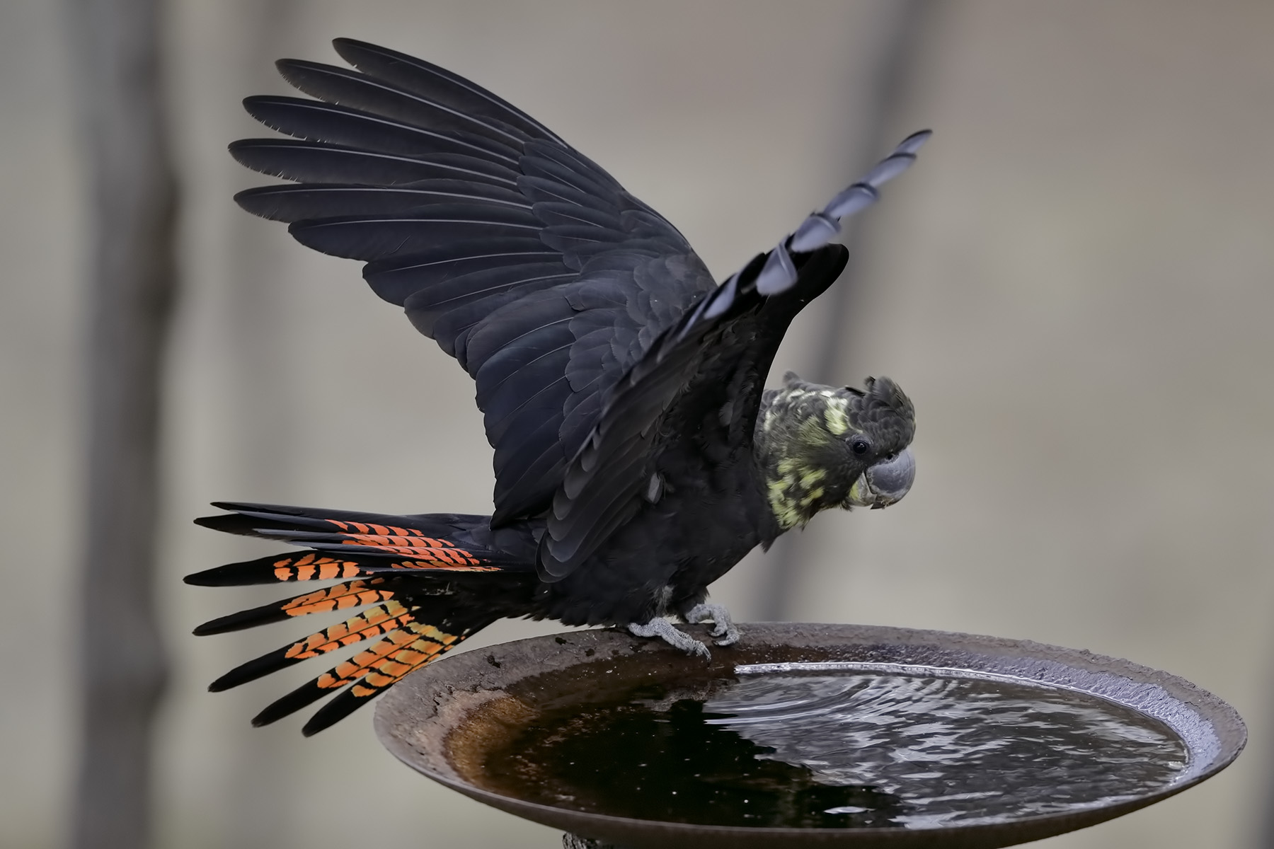 Glossy Black-Cockatoo (Image ID 39576)