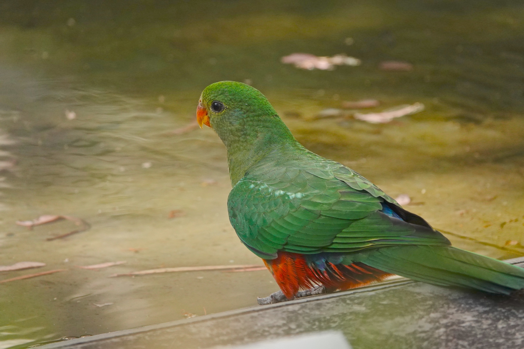 Australian King-Parrot (Image ID 39563)
