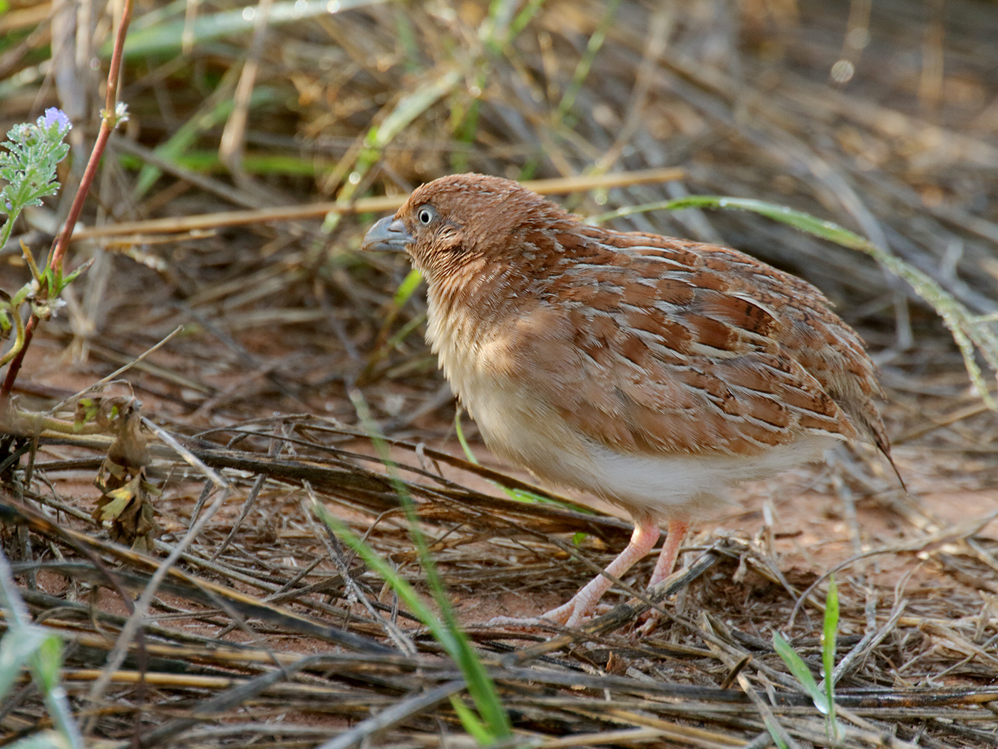 Little Button-quail (Image ID 39422)