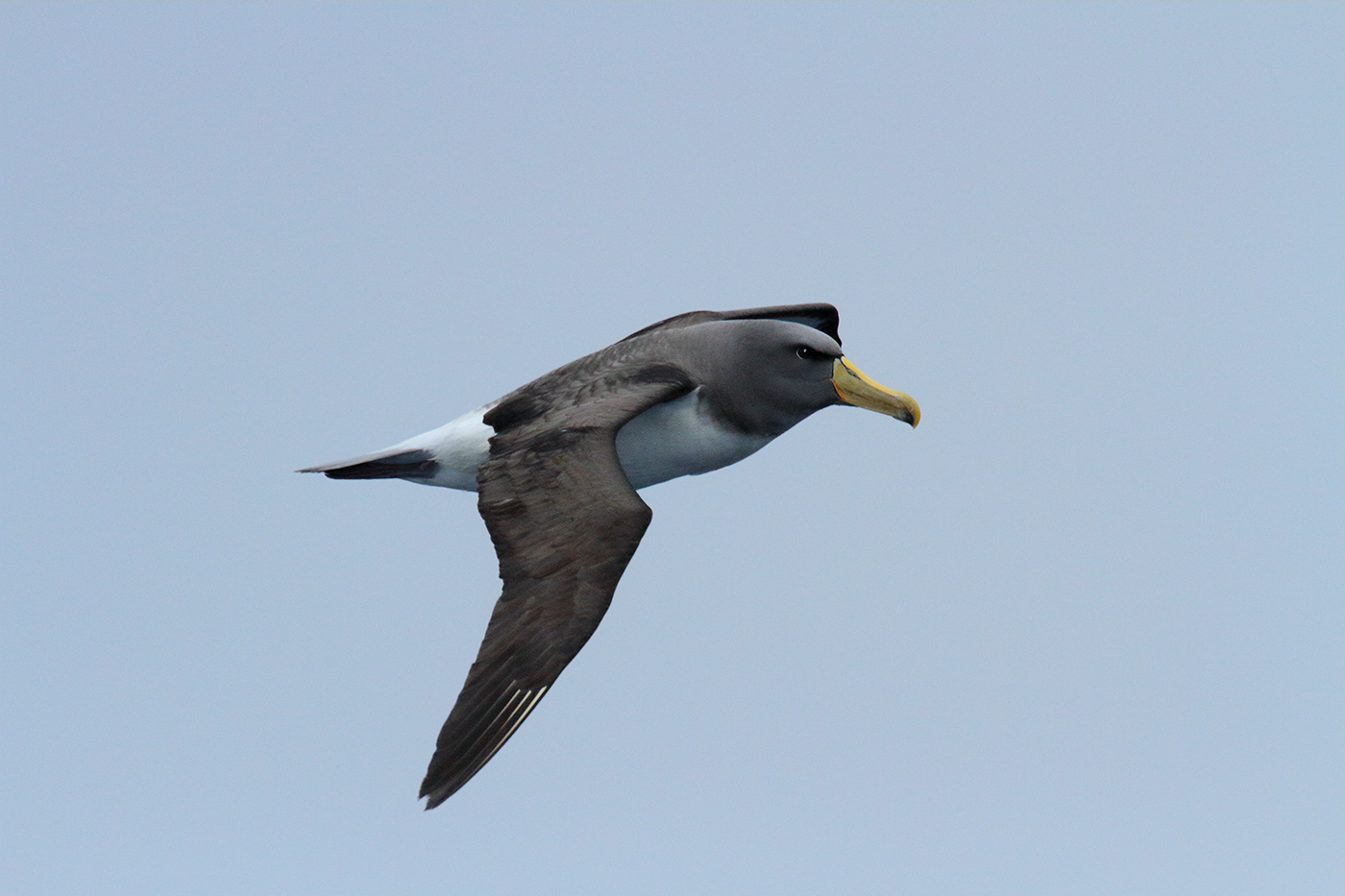 Chatham Albatross (V) (Image ID 39600)