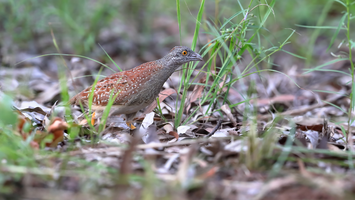 Chestnut-backed Button-quail (Image ID 39595)