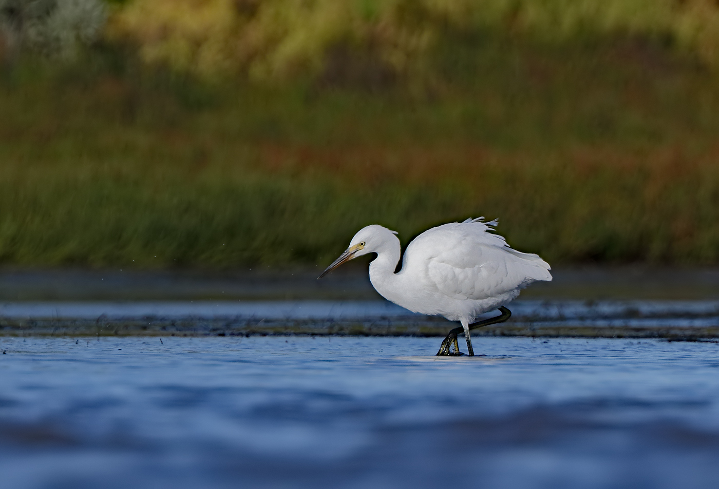 Little Egret (Image ID 39556)