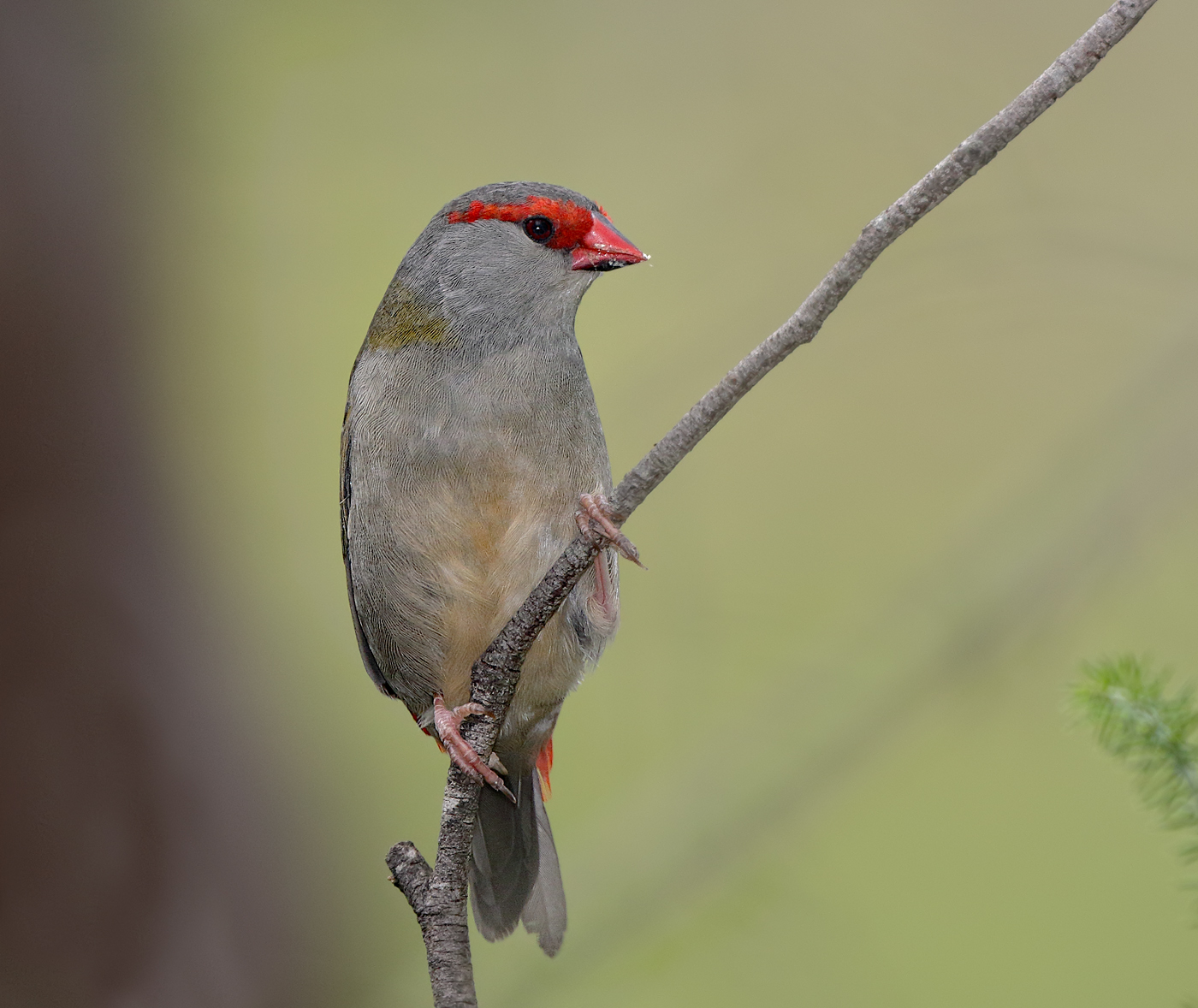 Red-browed Finch (Image ID 39554)