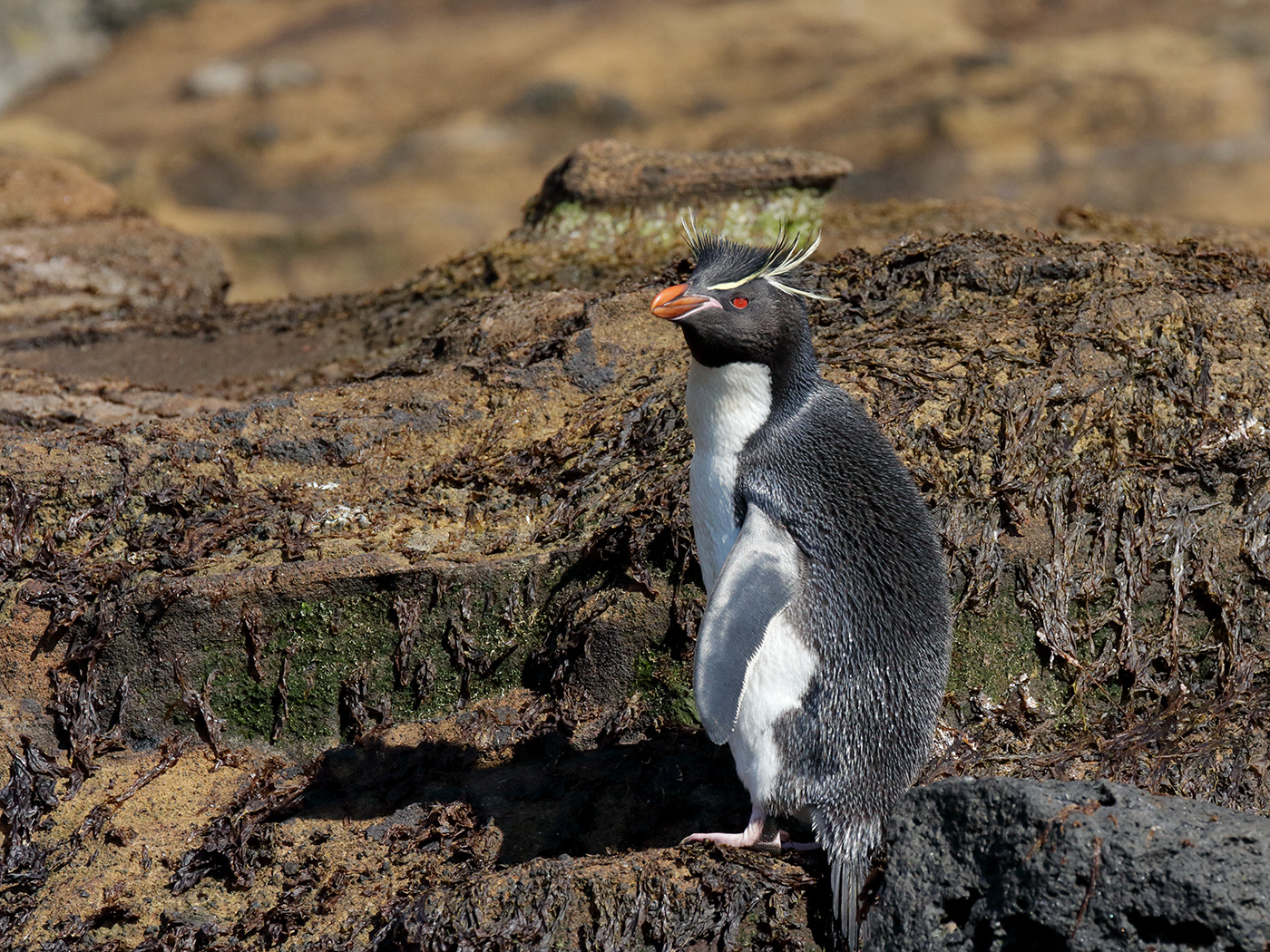 Southern Rockhopper Penguin (Image ID 39550)