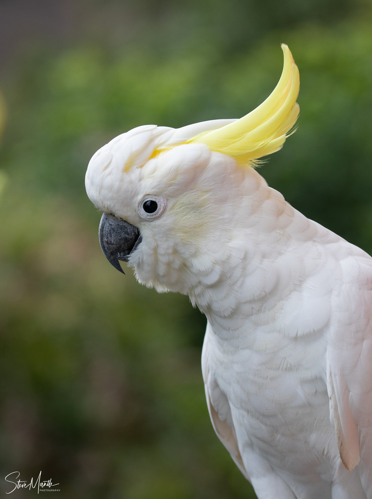 Sulphur-crested Cockatoo (Image ID 39567)