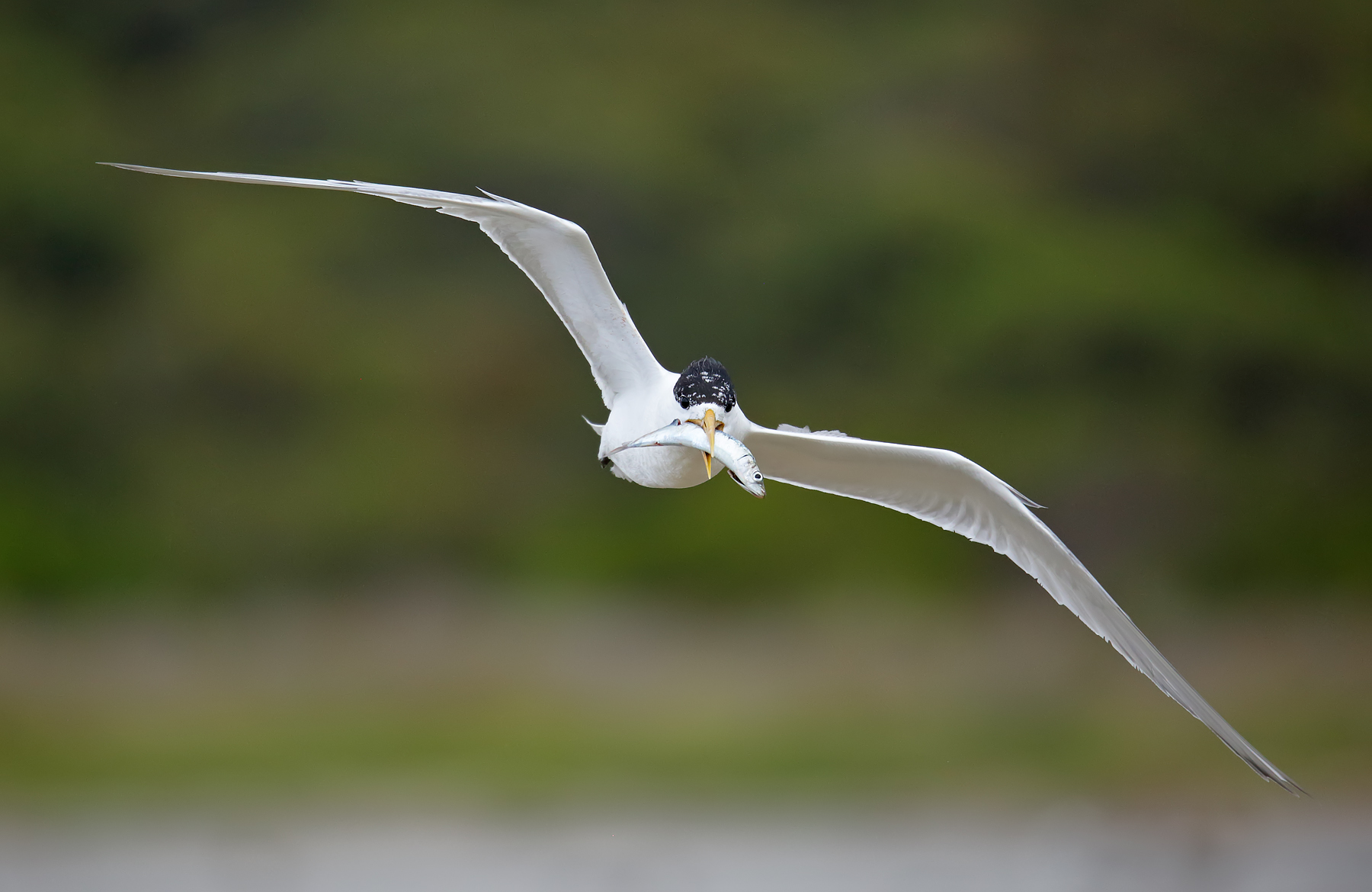 Greater Crested Tern (Image ID 39737)