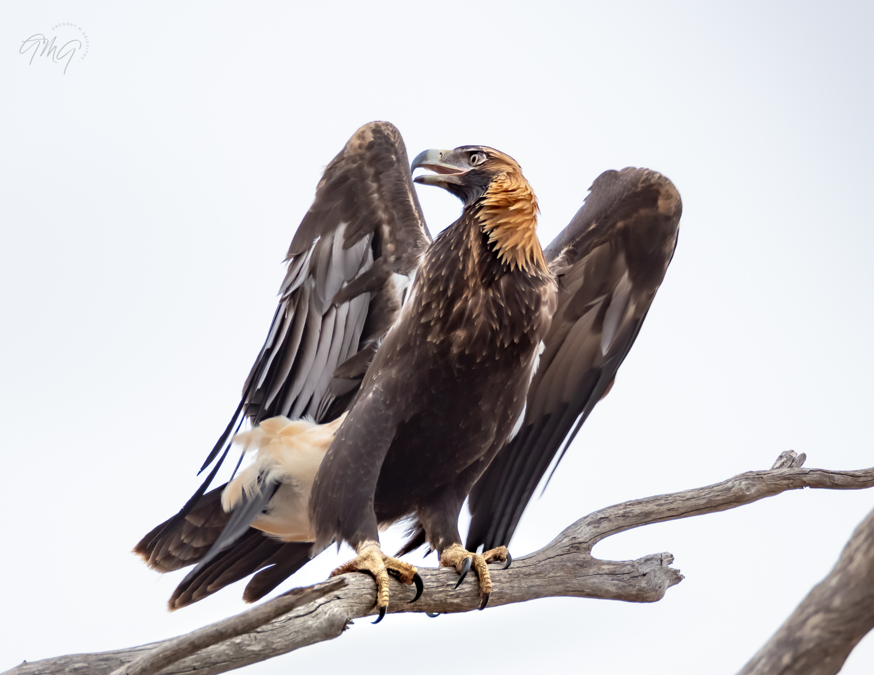 Wedge-tailed Eagle (Image ID 39606)