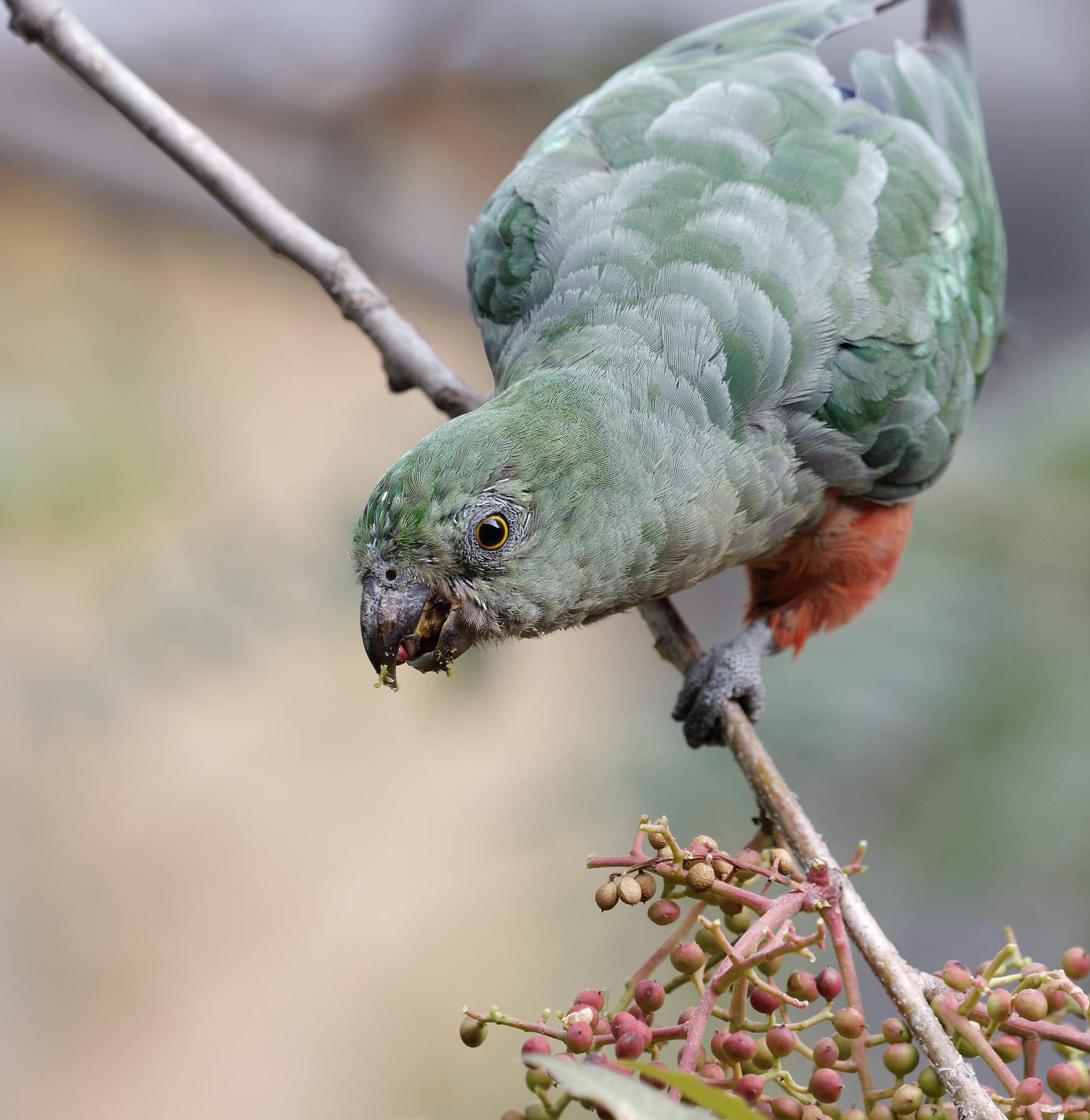 Australian King-Parrot (Image ID 39517)