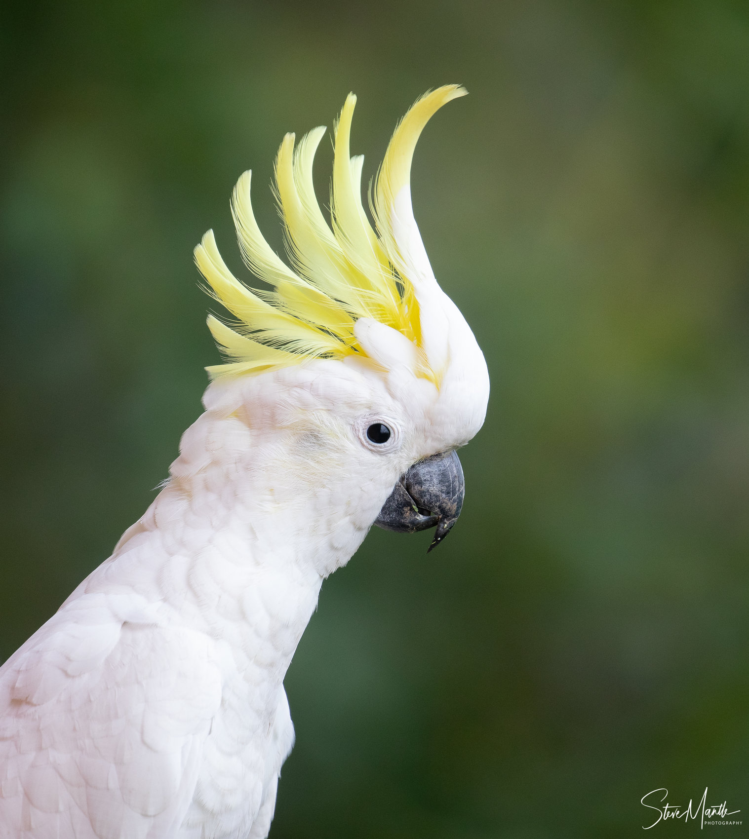 Sulphur-crested Cockatoo (Image ID 39566)