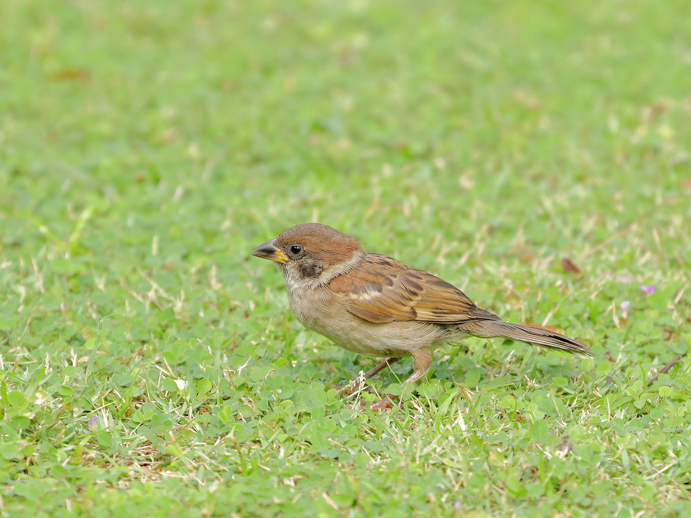 Eurasian Tree Sparrow (Image ID 39540)