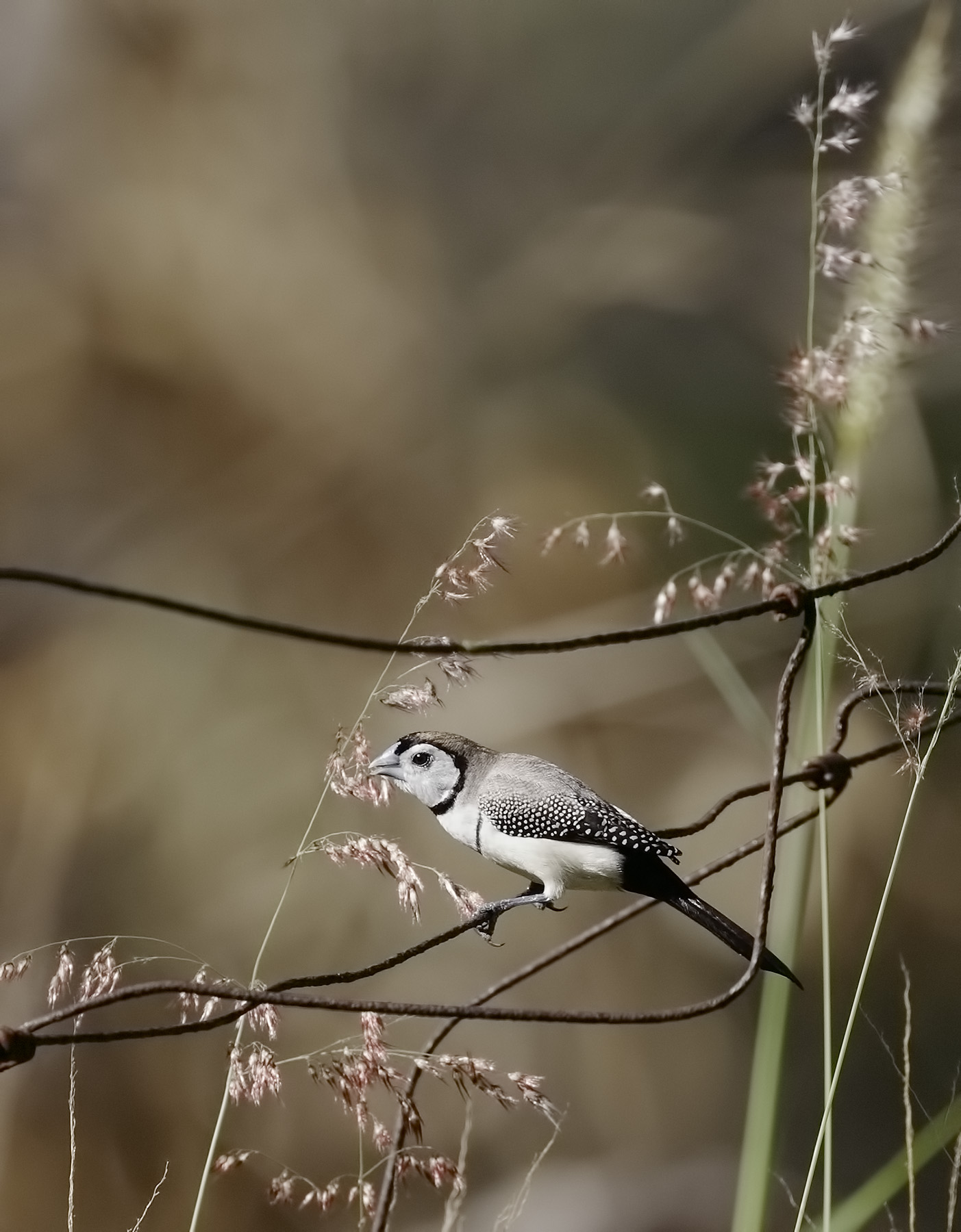Double-barred Finch (Image ID 39815)