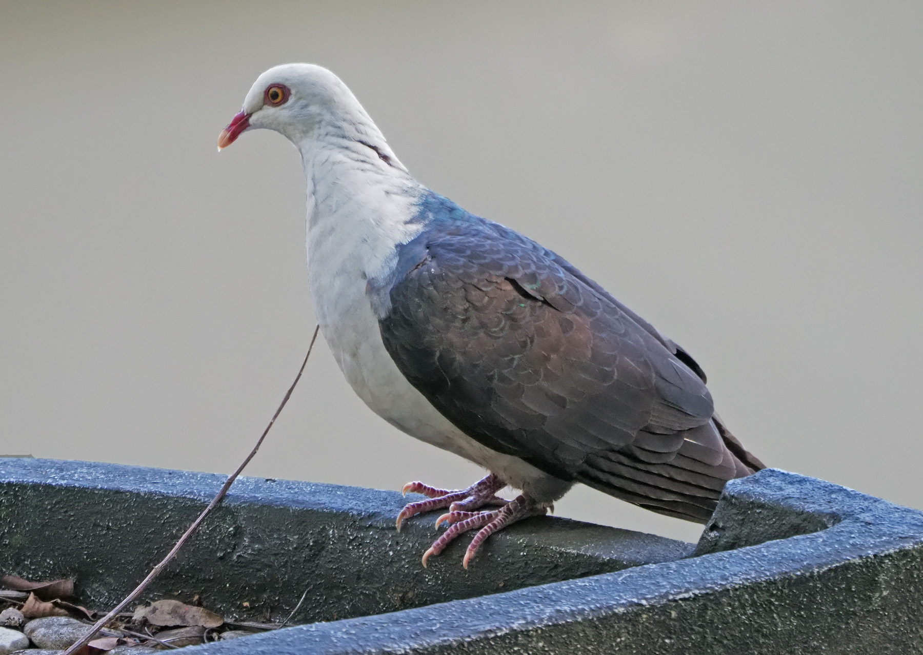 White-headed Pigeon (Image ID 40210)