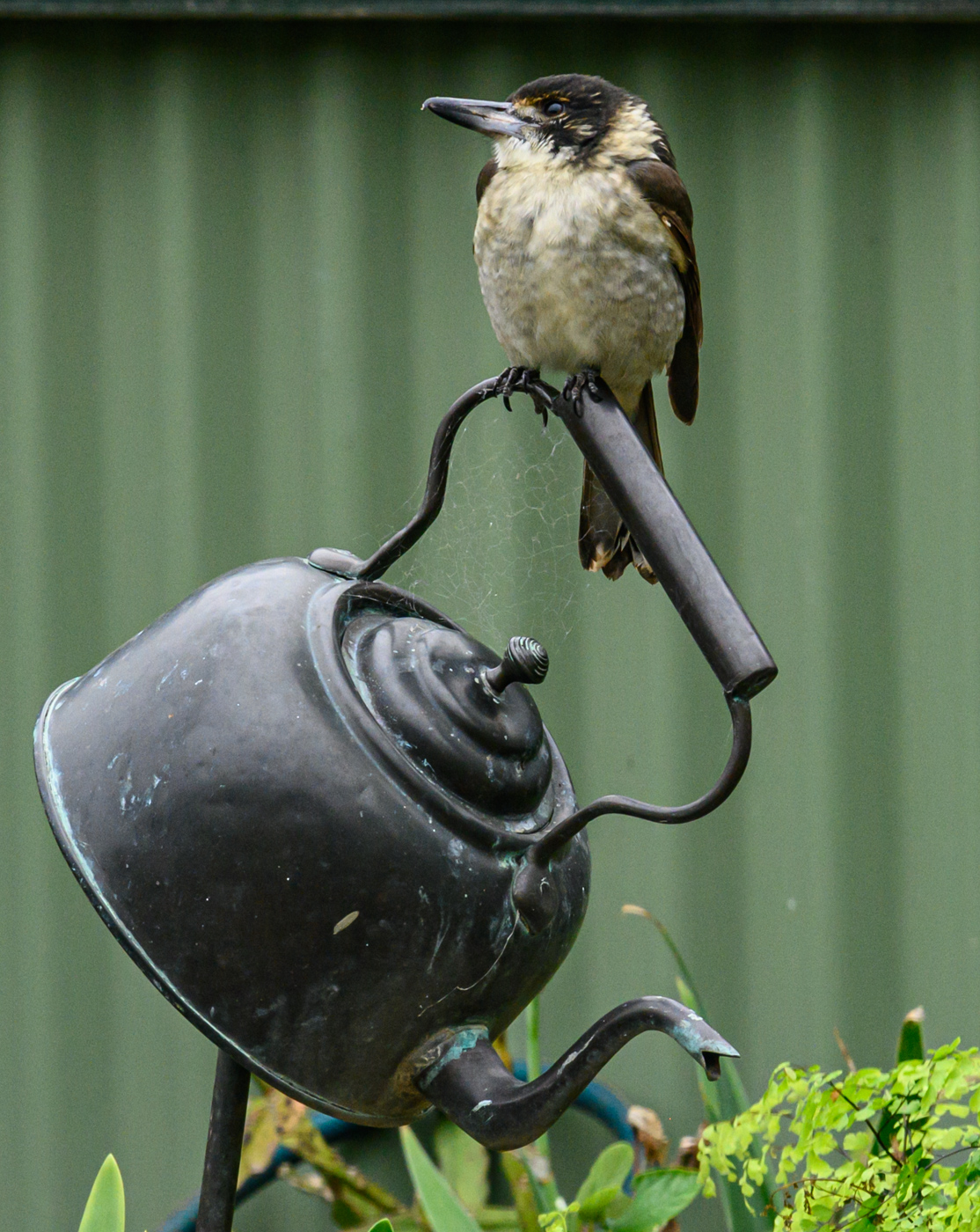 Grey Butcherbird (Image ID 40095)