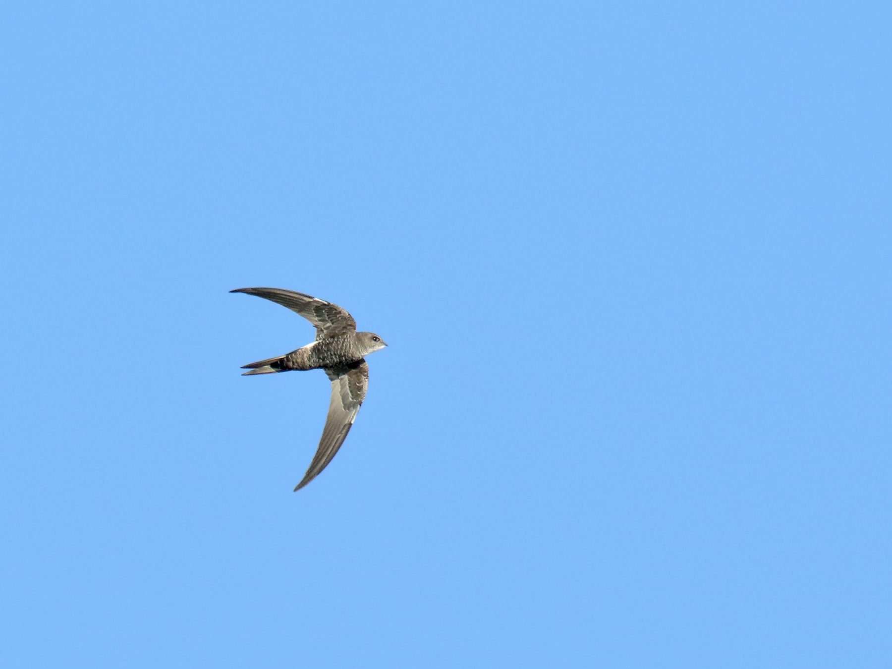 Fork-tailed Swift (Image ID 39882)