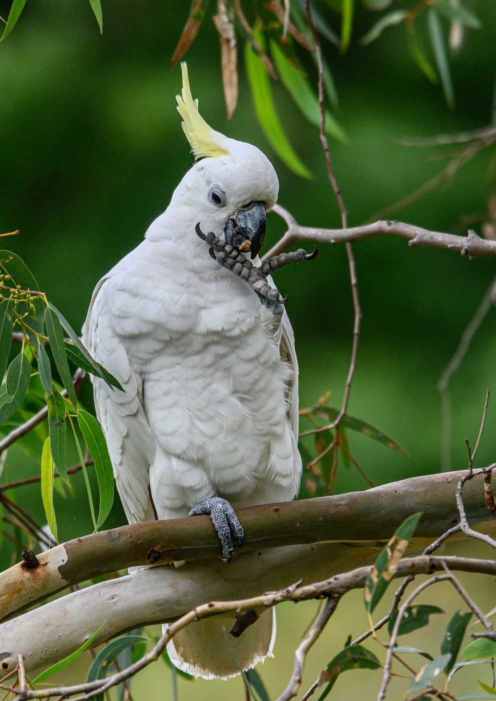 Sulphur-crested Cockatoo (Image ID 39977)