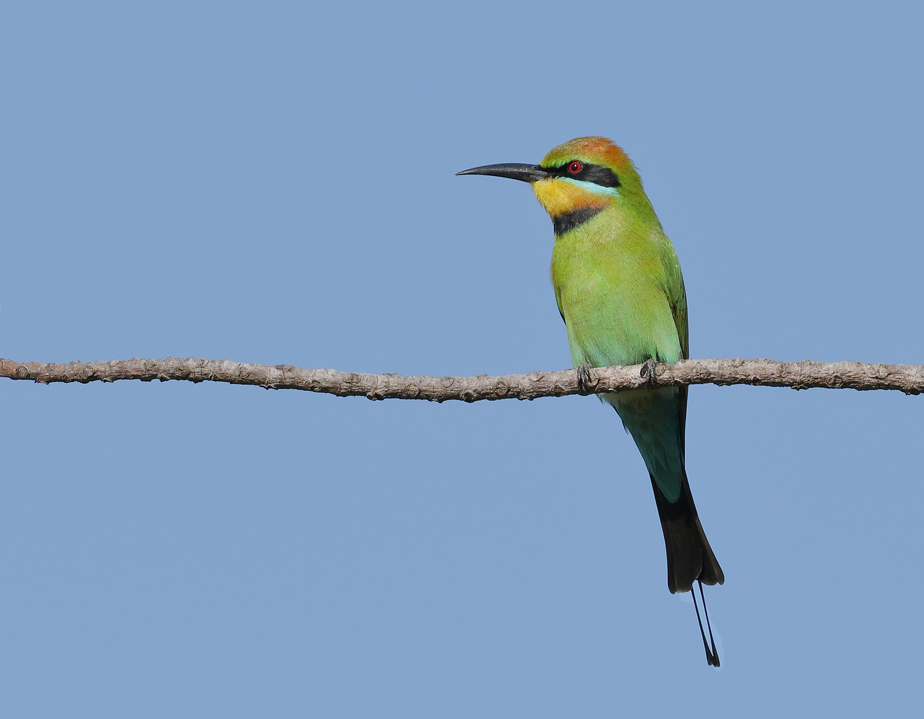 Rainbow Bee-eater (Image ID 40205)