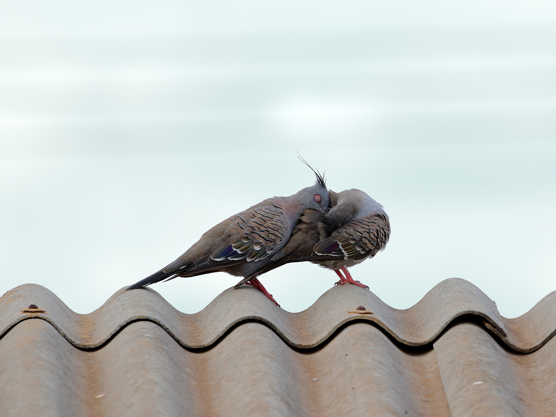 Crested Pigeon (Image ID 40174)