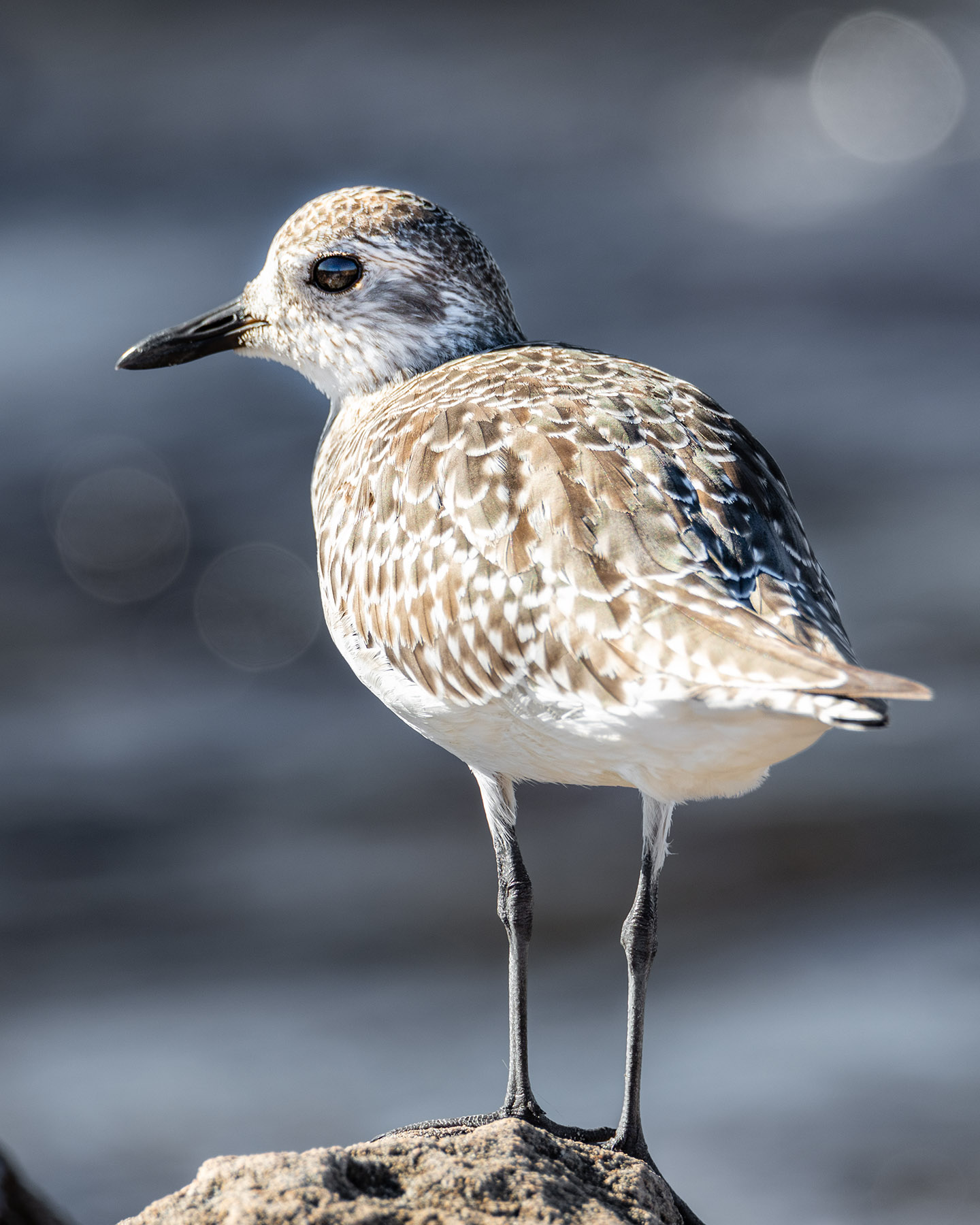 Grey Plover (Image ID 39983)