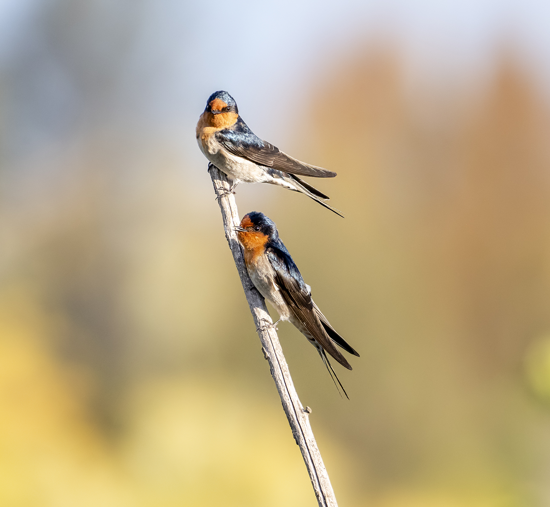 Welcome Swallow (Image ID 40289)