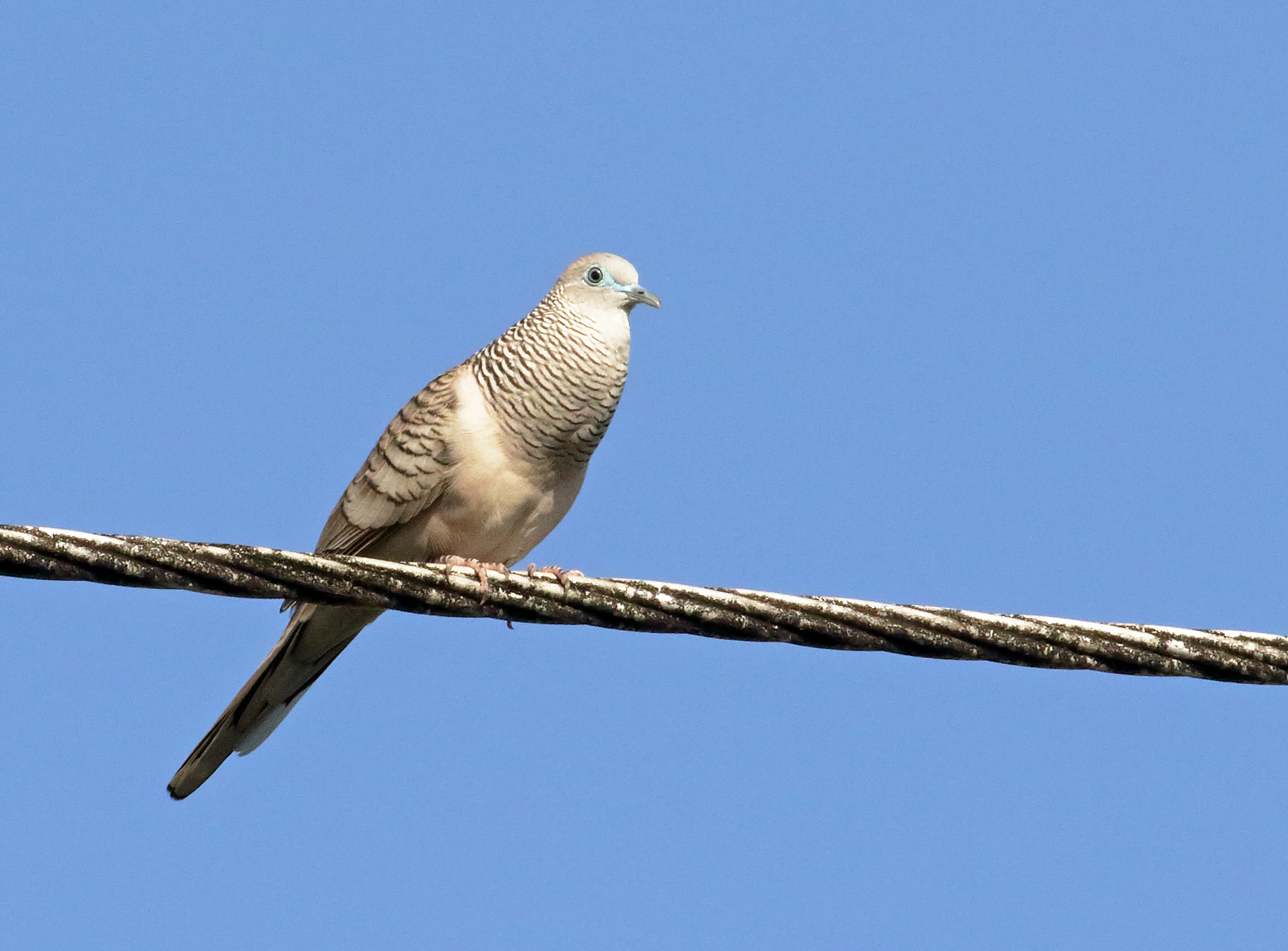 Peaceful Dove (Image ID 39881)