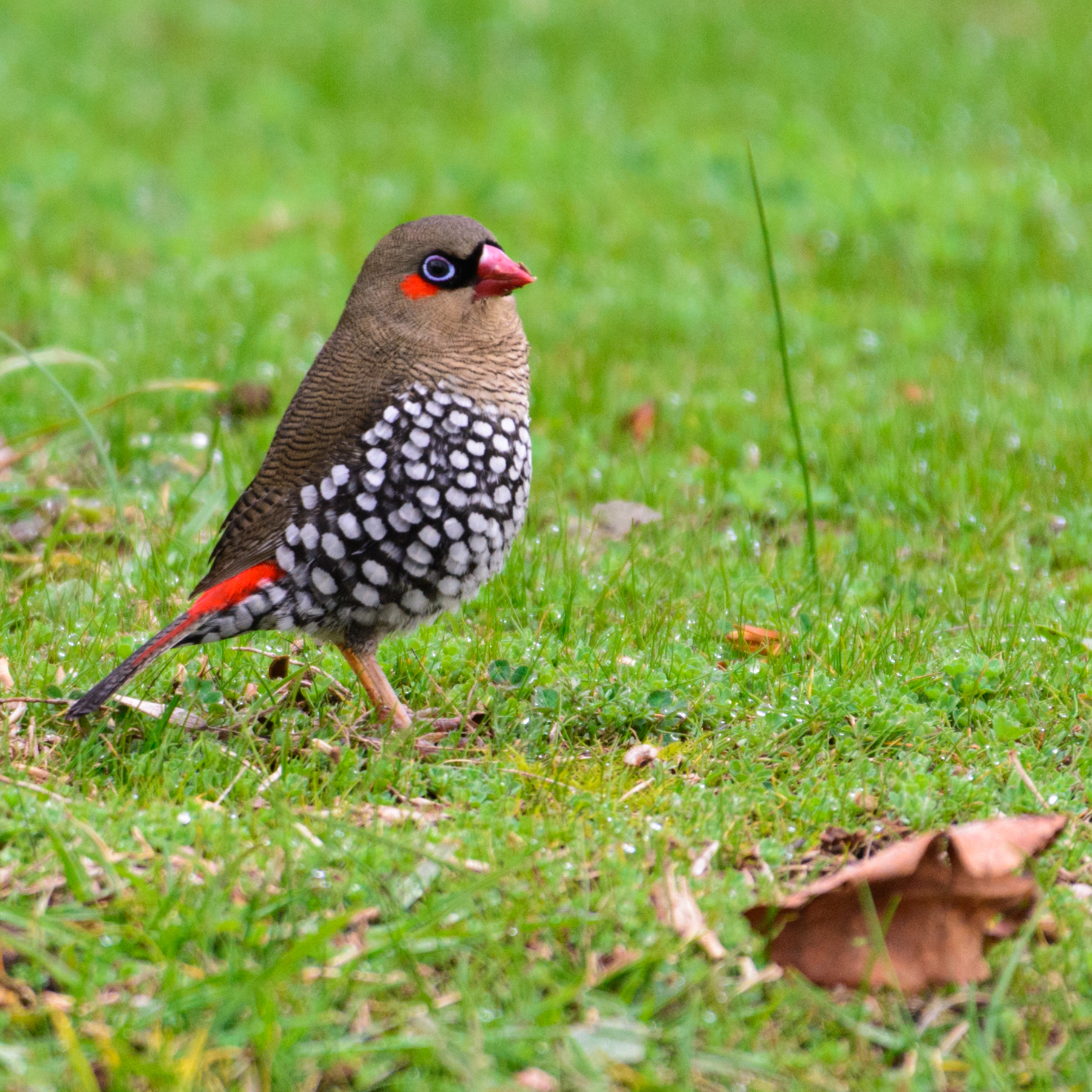 Red-eared Firetail (Image ID 40105)